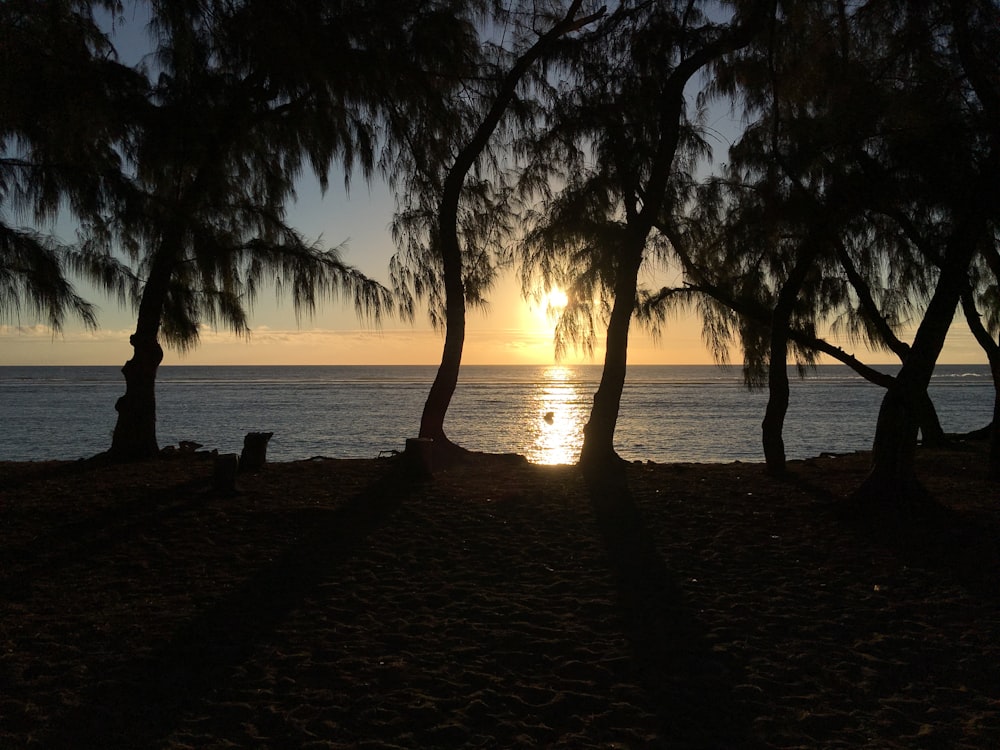 the sun is setting behind some trees on the beach
