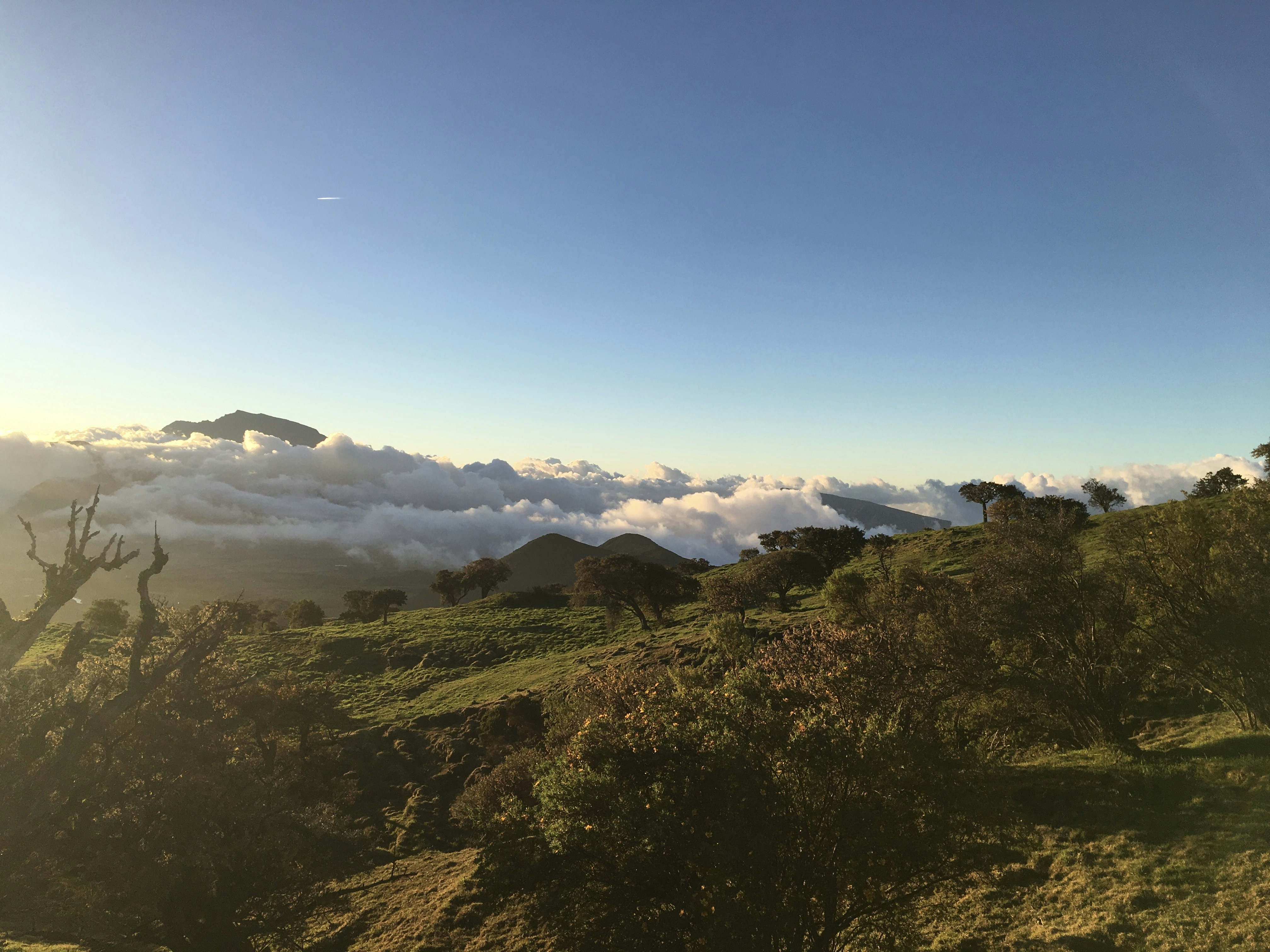 a bird flying over a lush green hillside covered in clouds