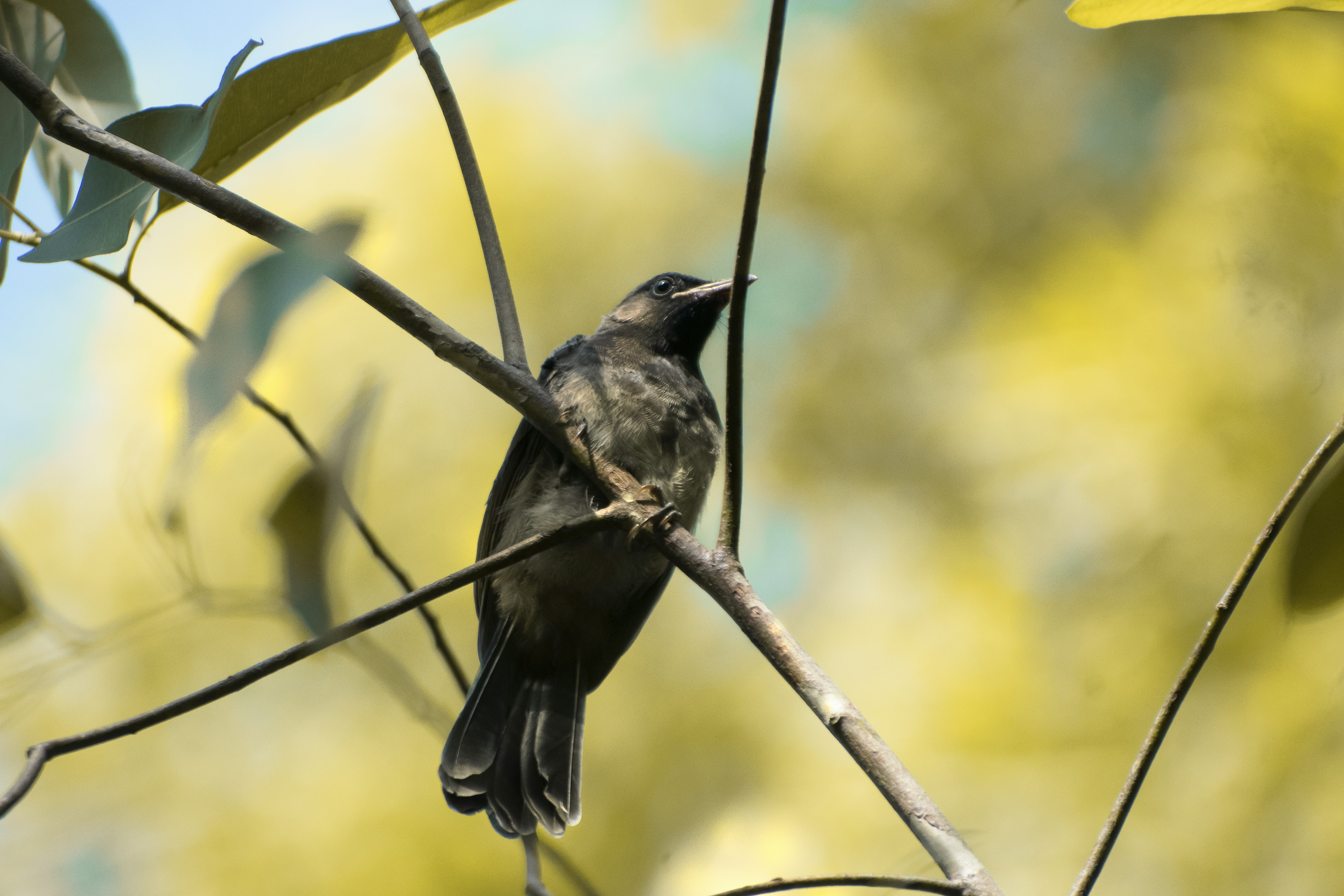 a small bird perched on a tree branch
