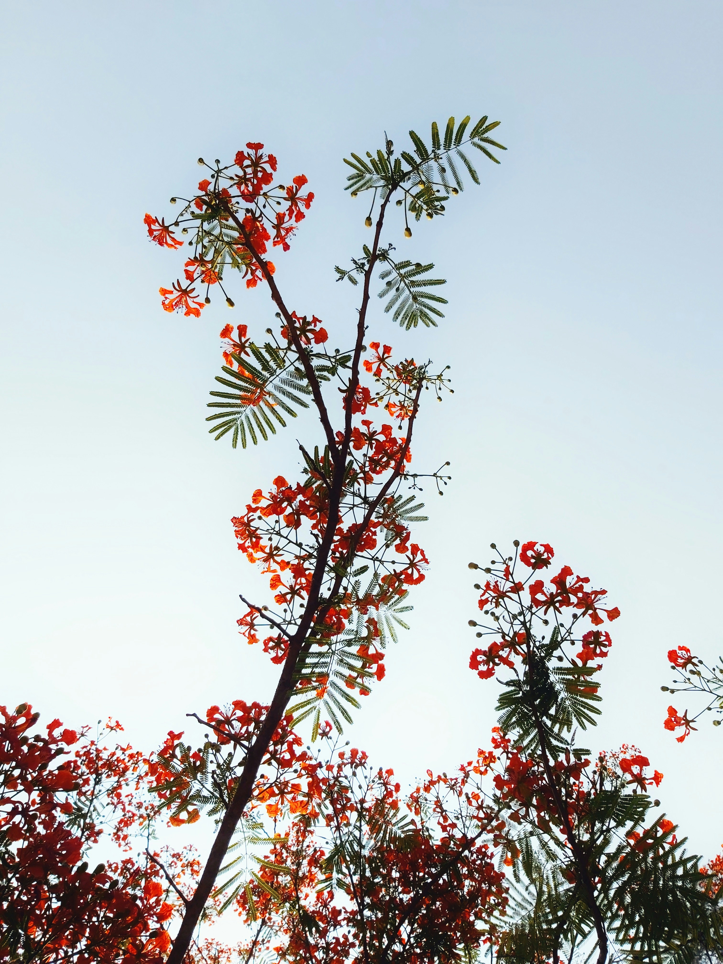 a tree with red berries and green leaves