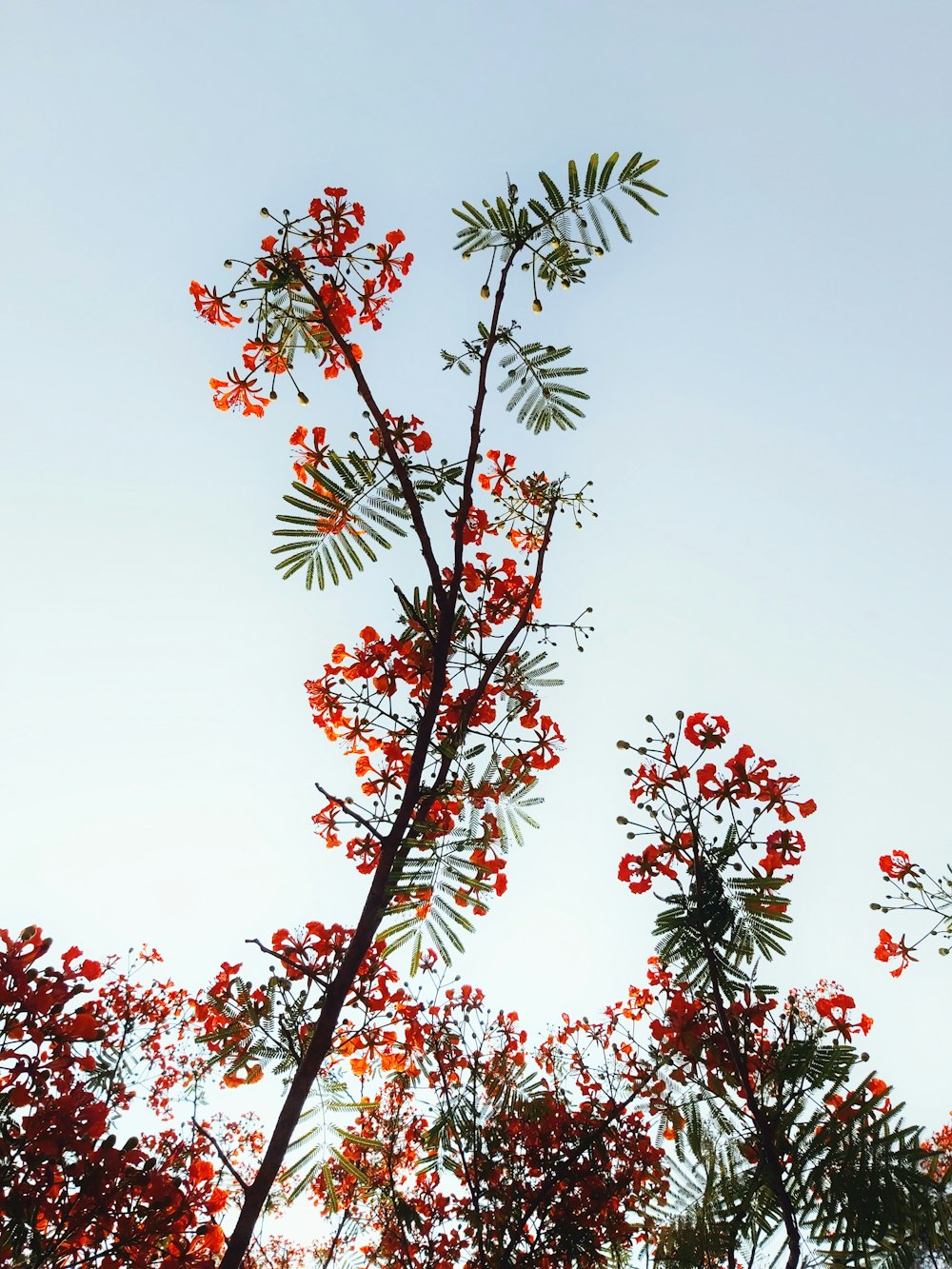 a tree with red berries and green leaves