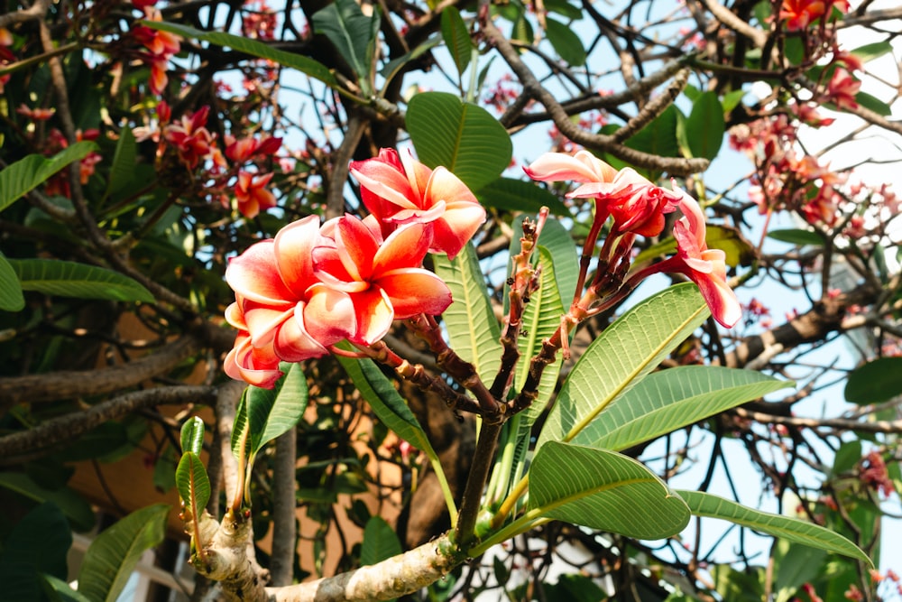 a tree with red flowers and green leaves