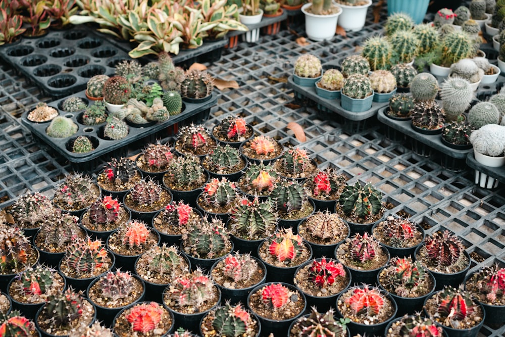 many different kinds of cactus in pots on a table