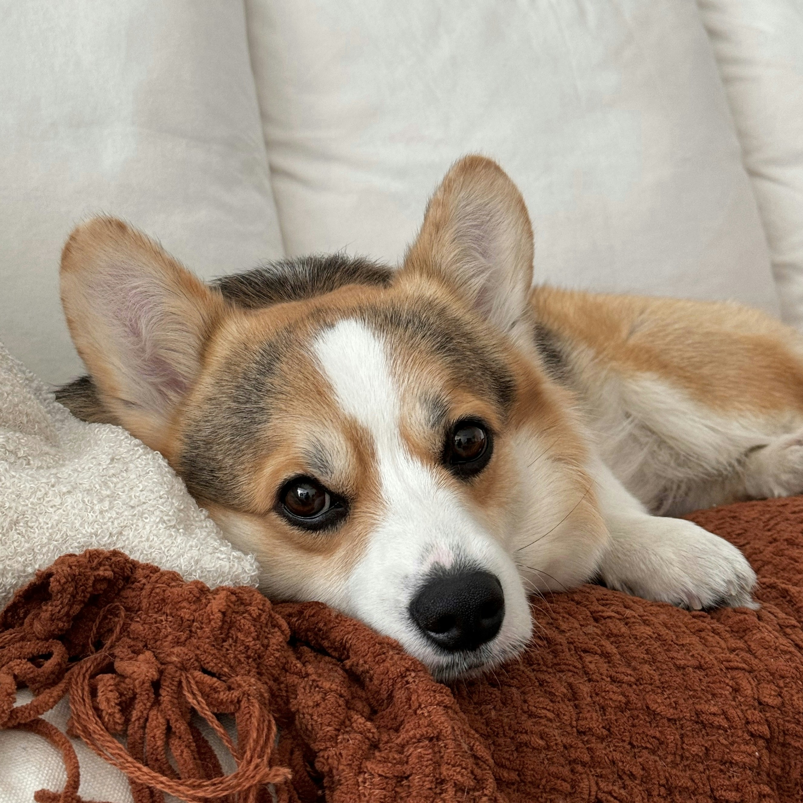 Corgi lying on a couch