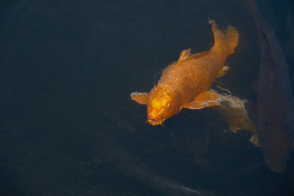 a gold fish swimming in a pond of water
