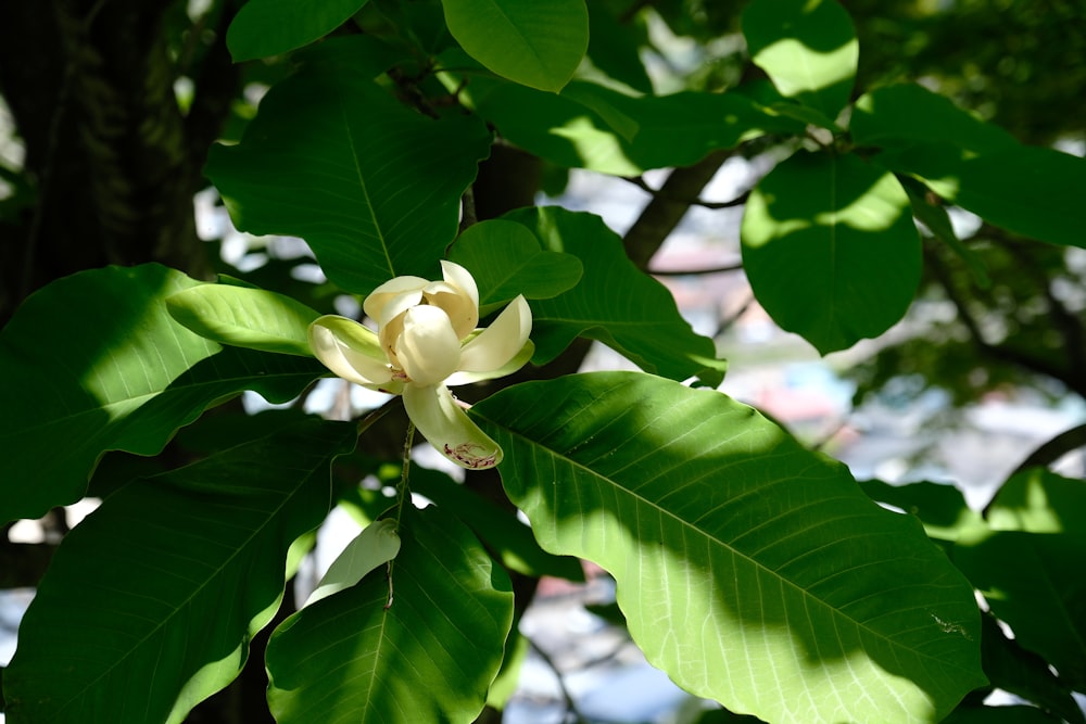 a white flower on a green leafy tree