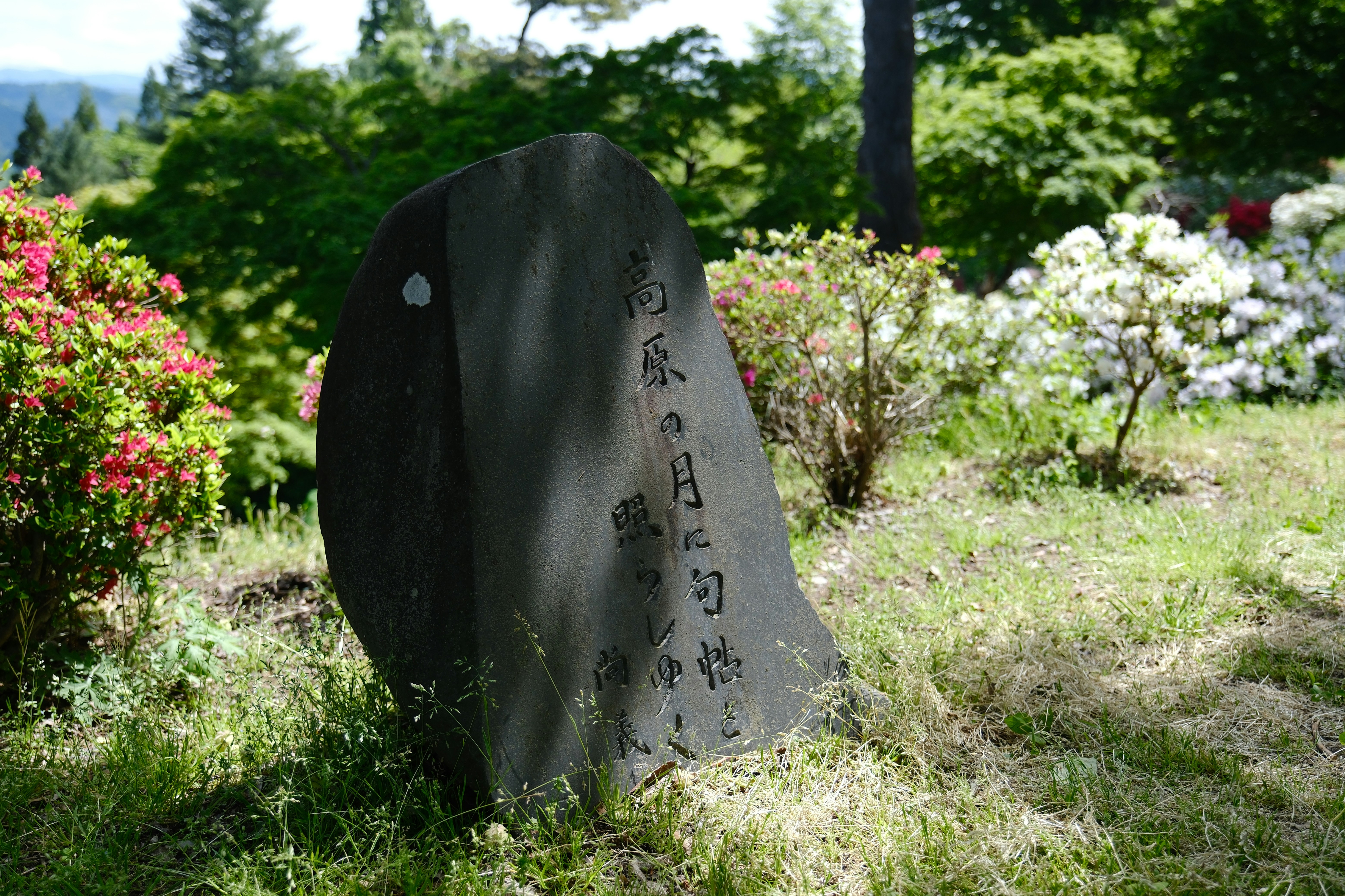 Photo by seiya_maeda