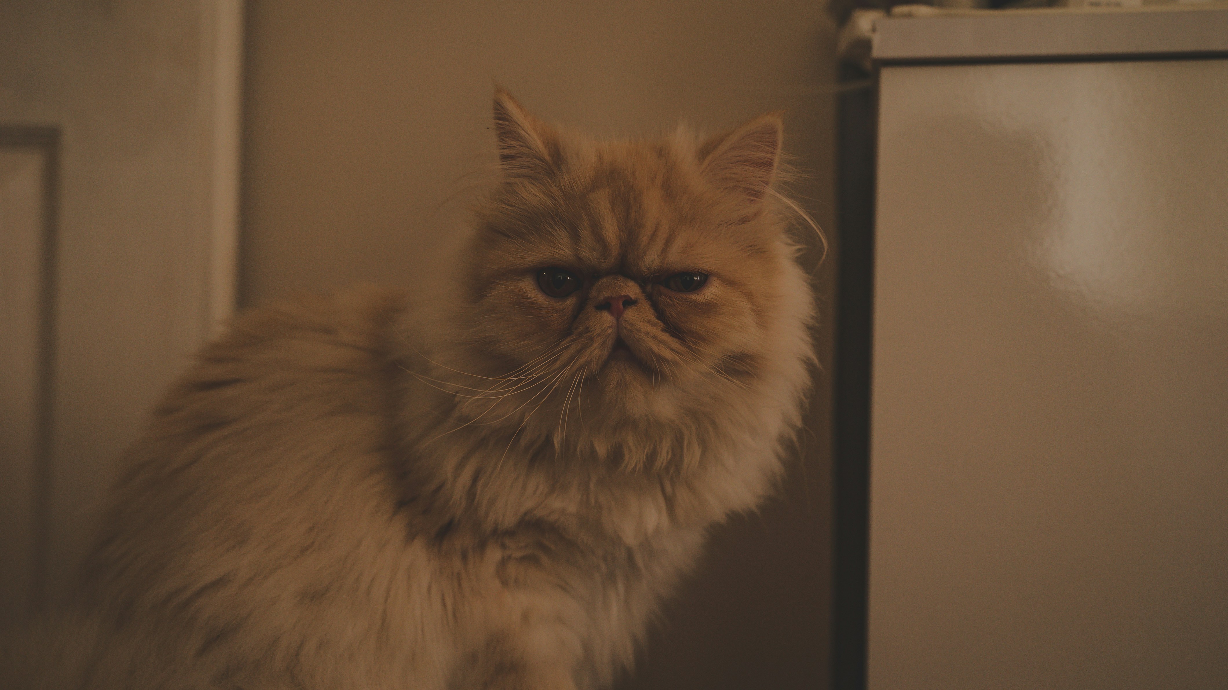 Fluffy cat with grumpy looking expression indoors warm lighting