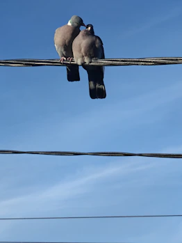 a couple of birds sitting on top of a power line
