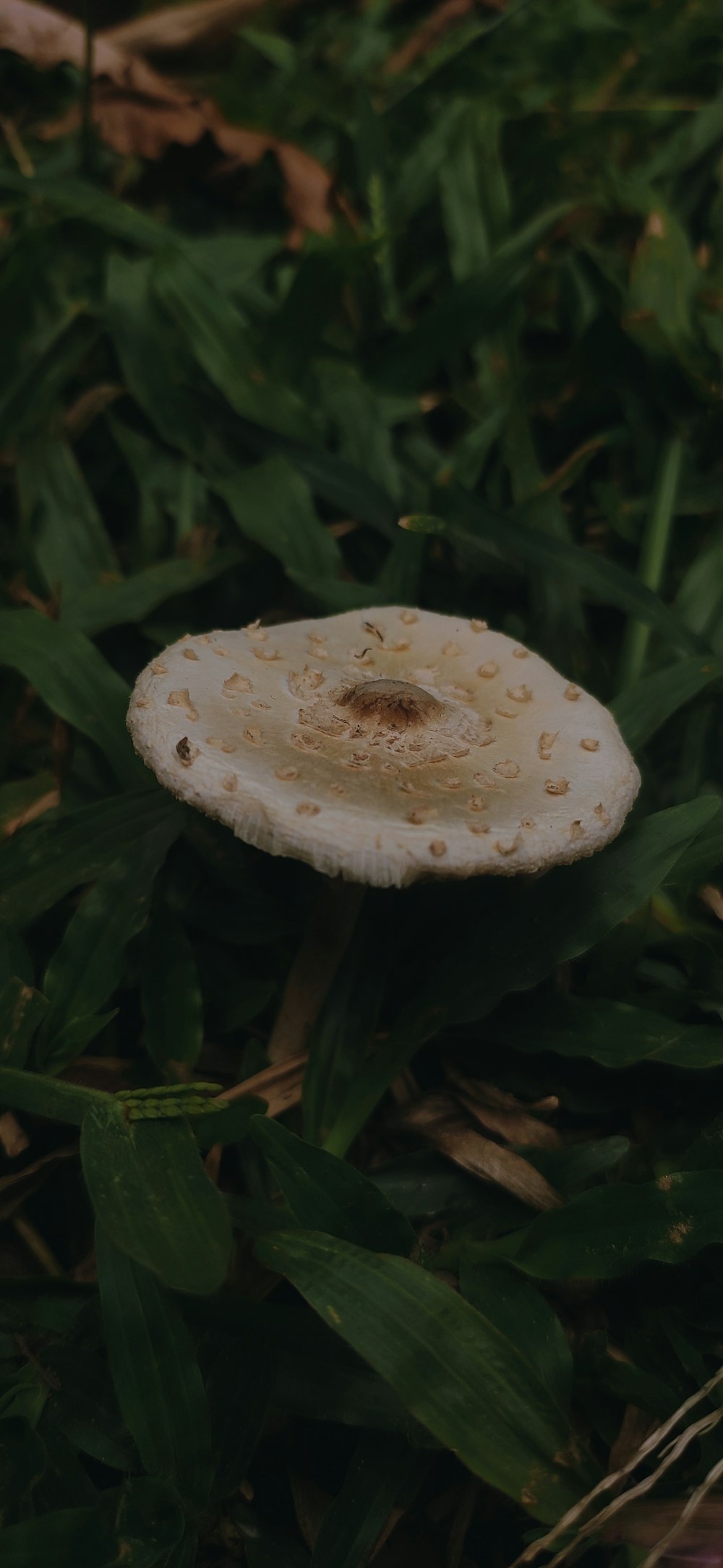 a white mushroom sitting on top of a lush green field