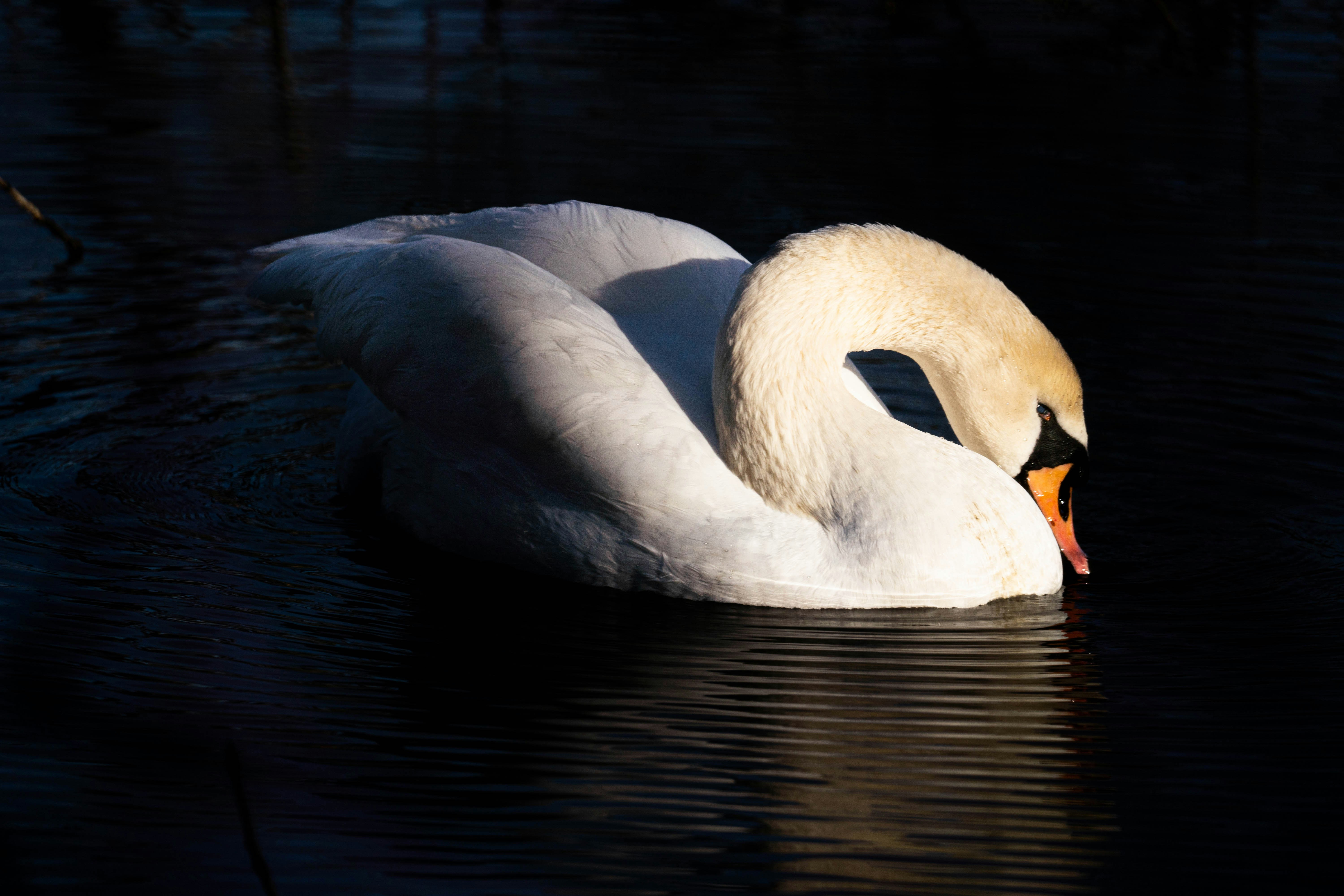Photo by rathaa