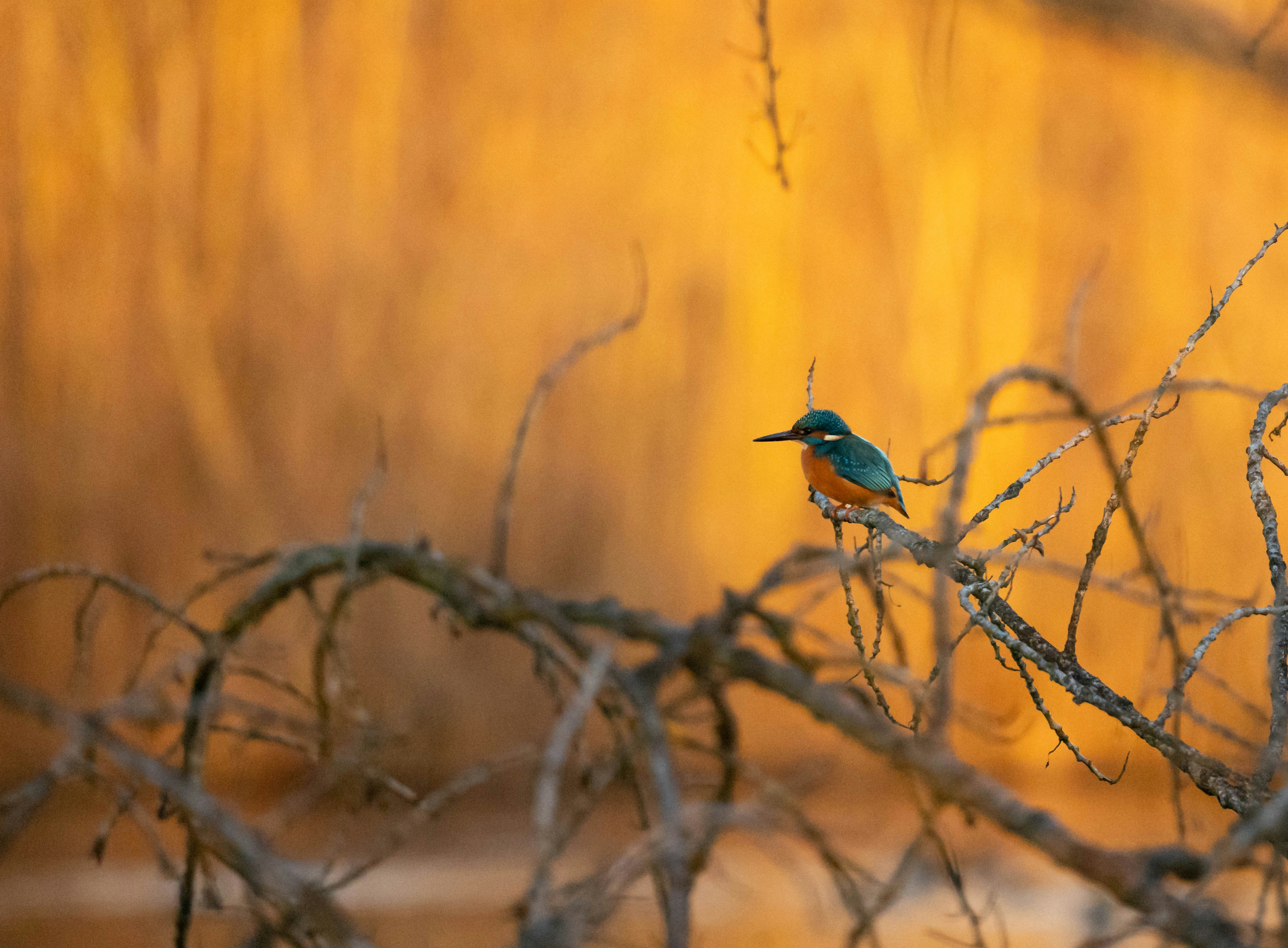 a small bird perched on a tree branch