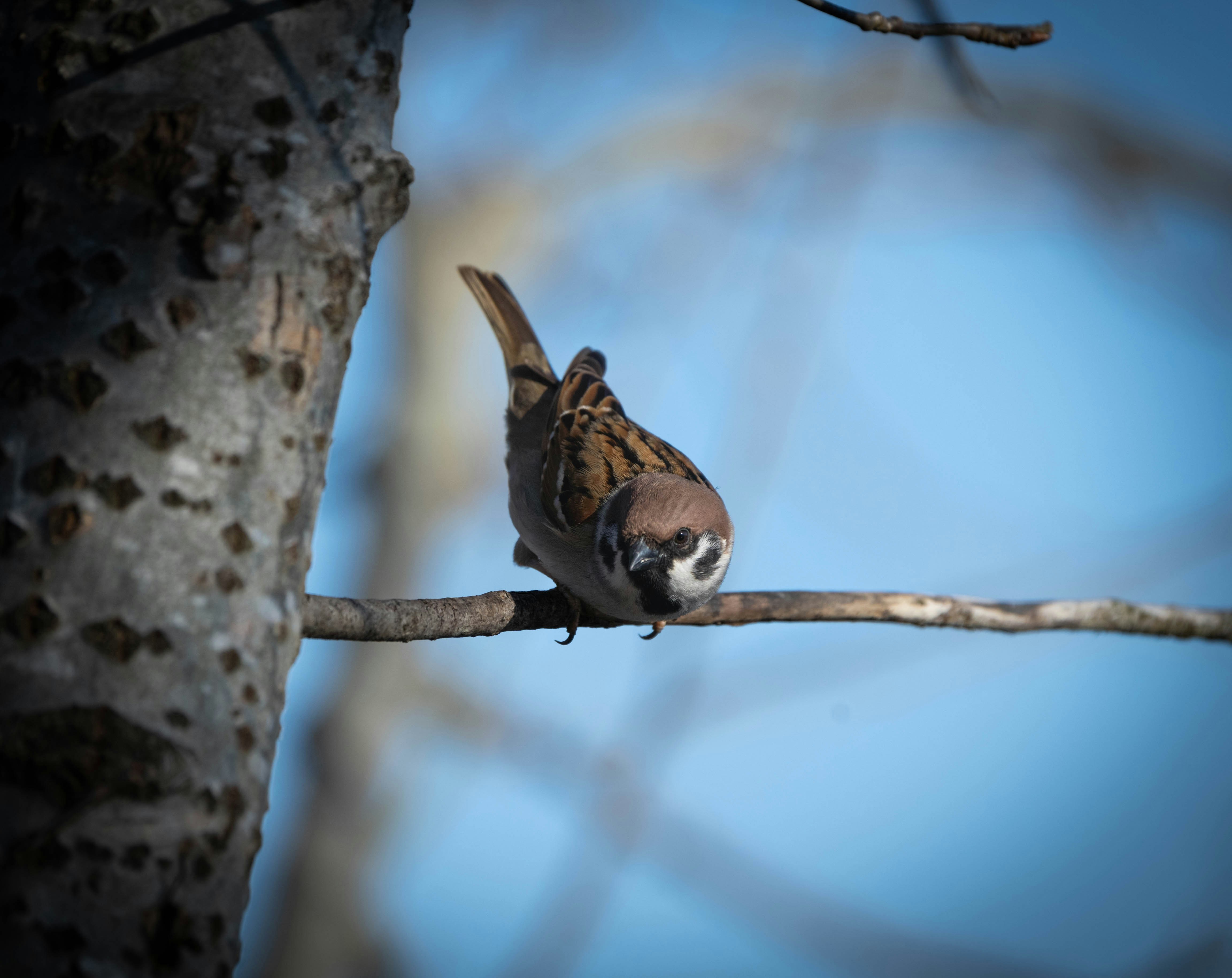 Black Squirrel