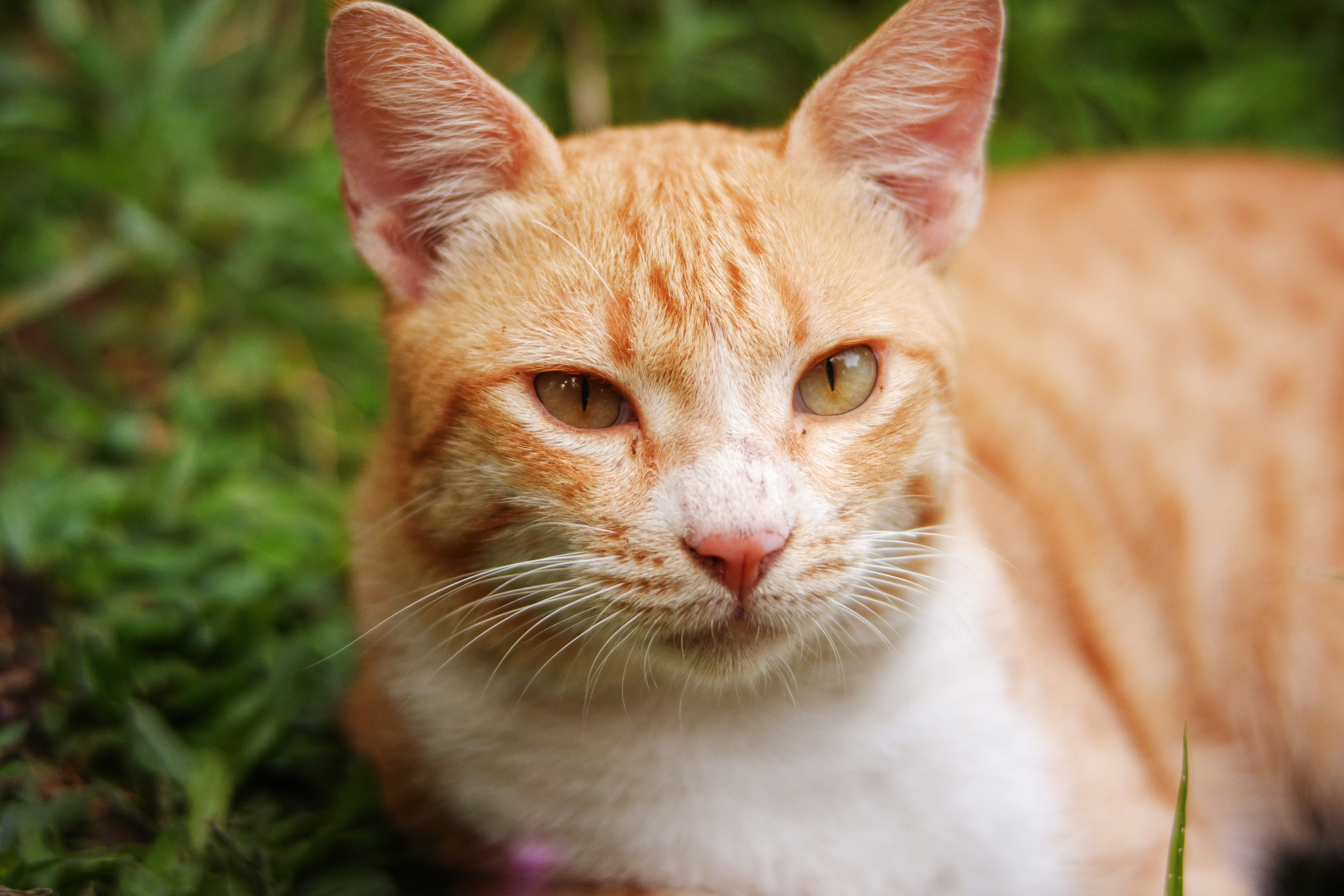 a close up of a cat laying in the grass