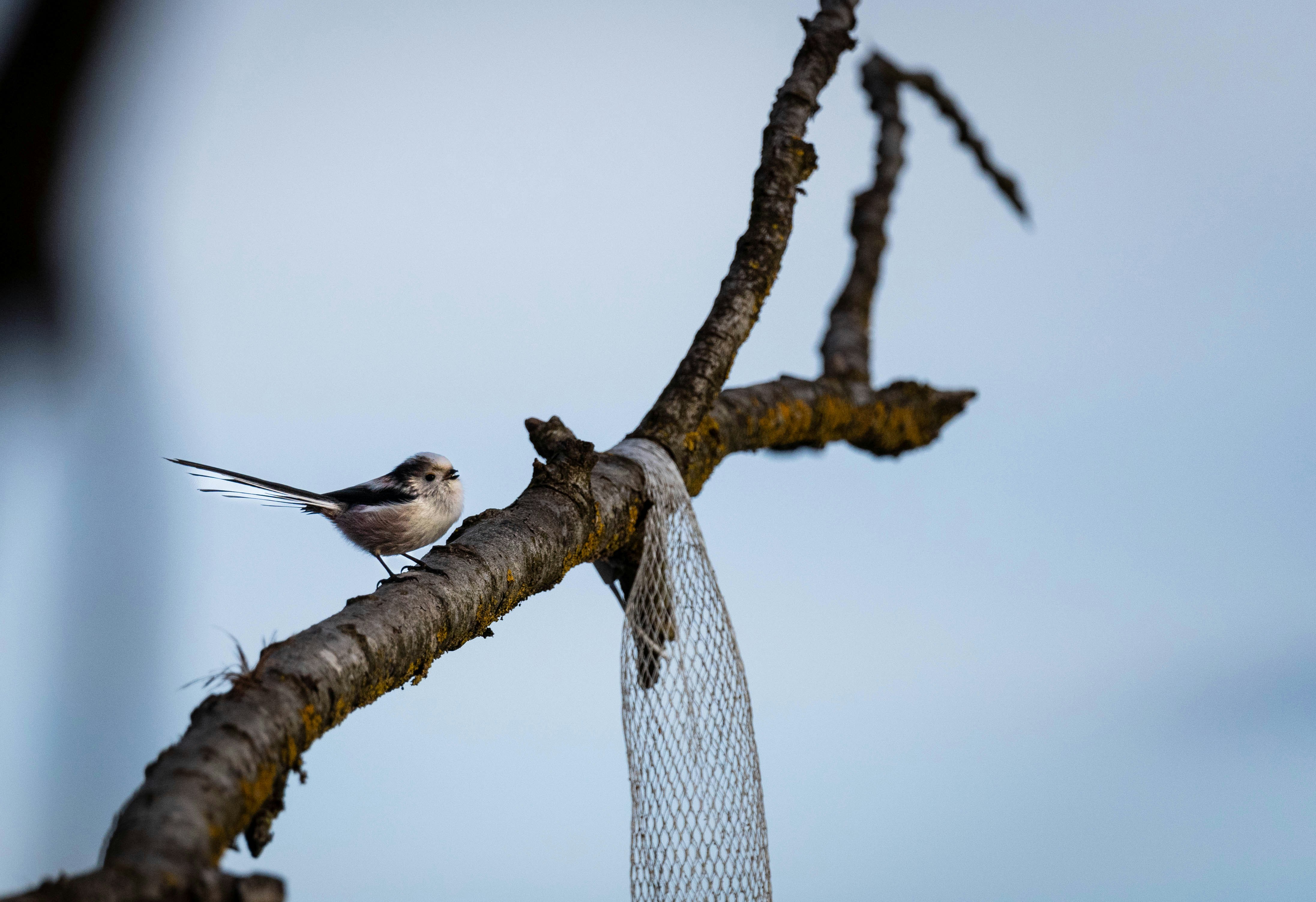 a small bird perched on a tree branch