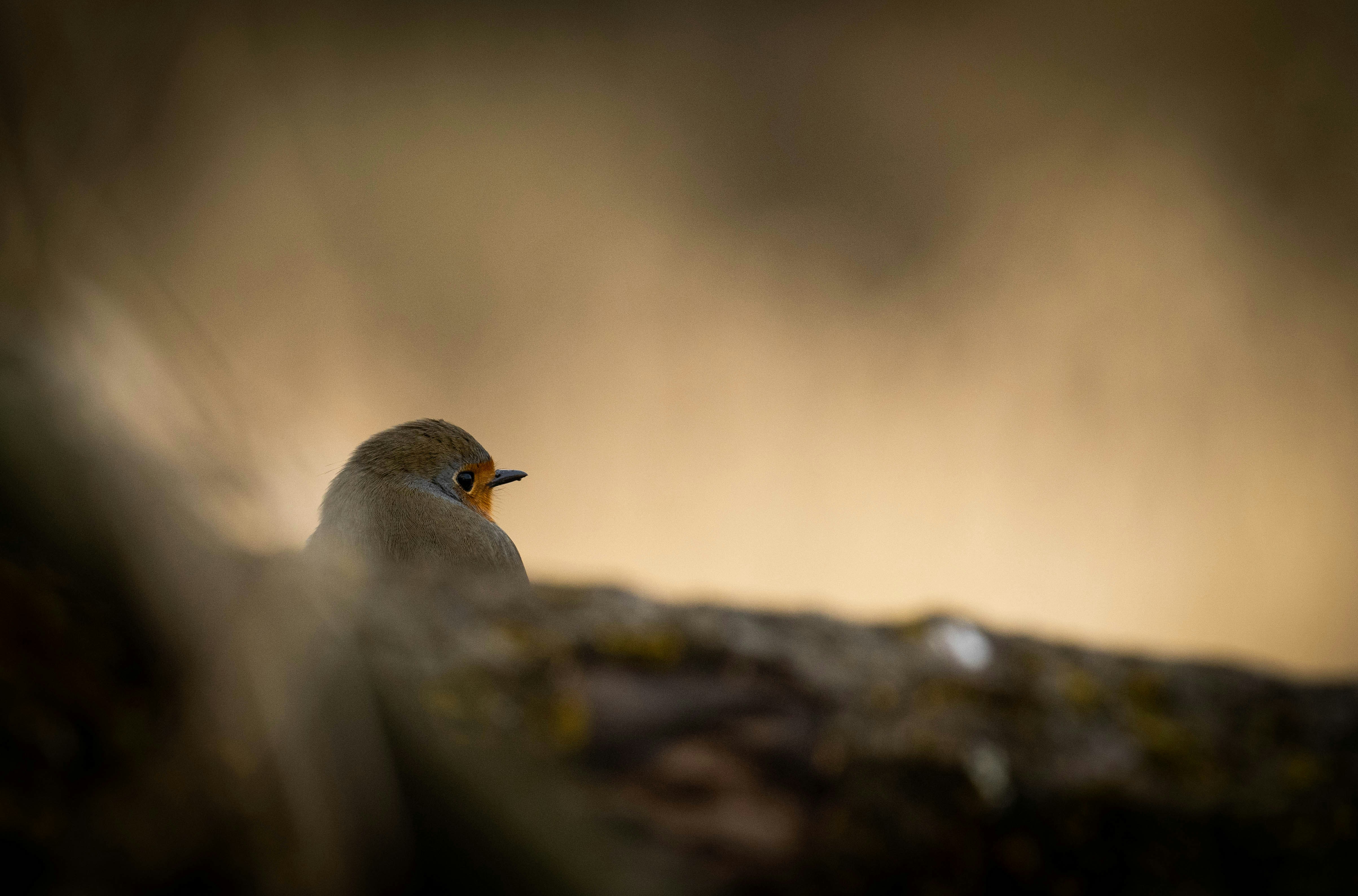Photo by rathaa
