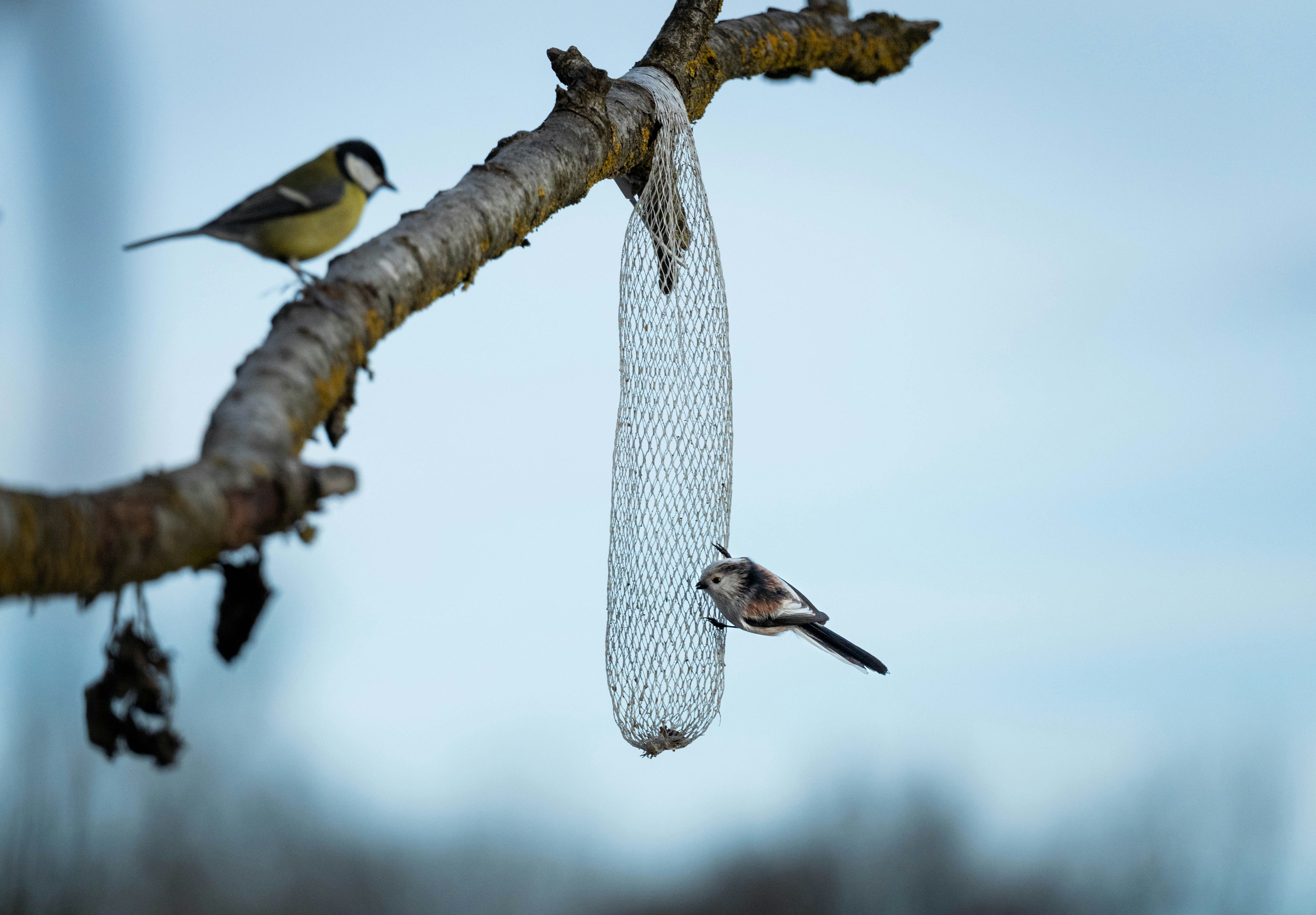 a couple of birds sitting on top of a tree branch