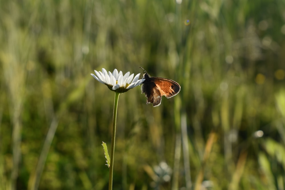 a butterfly sitting on top of a white flower
