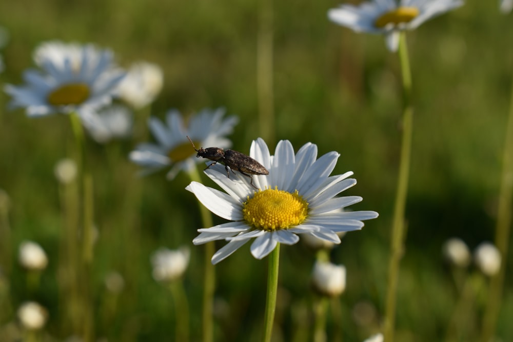 a bee sitting on top of a flower in a field