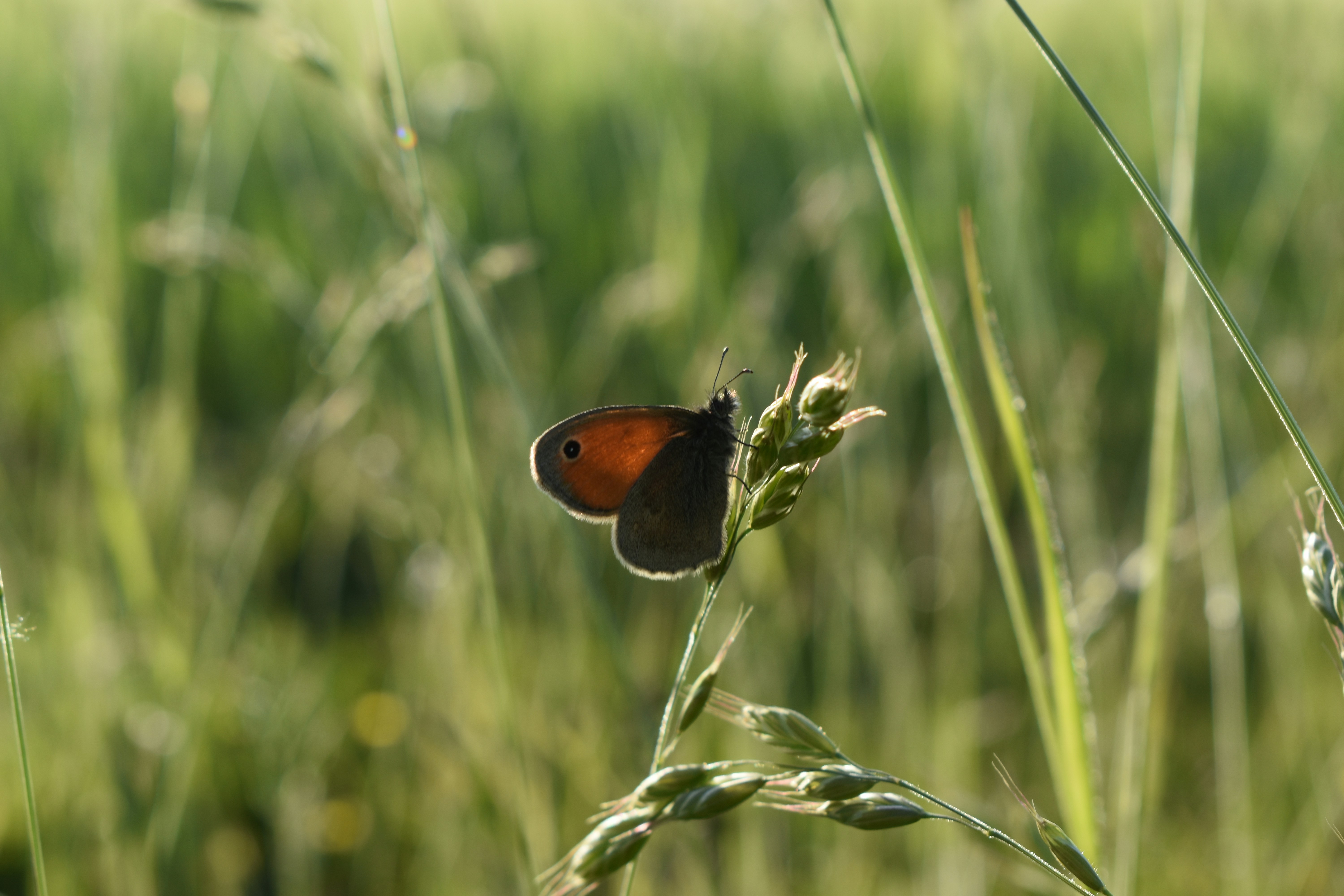 Photo by ninaelisereiter