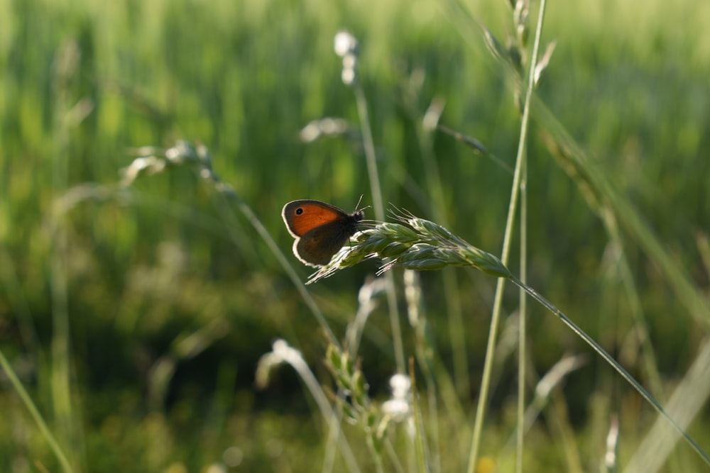 a small brown butterfly sitting on a blade of grass