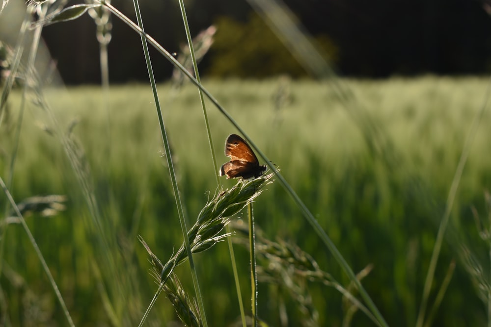 a butterfly sitting on top of a tall grass covered field