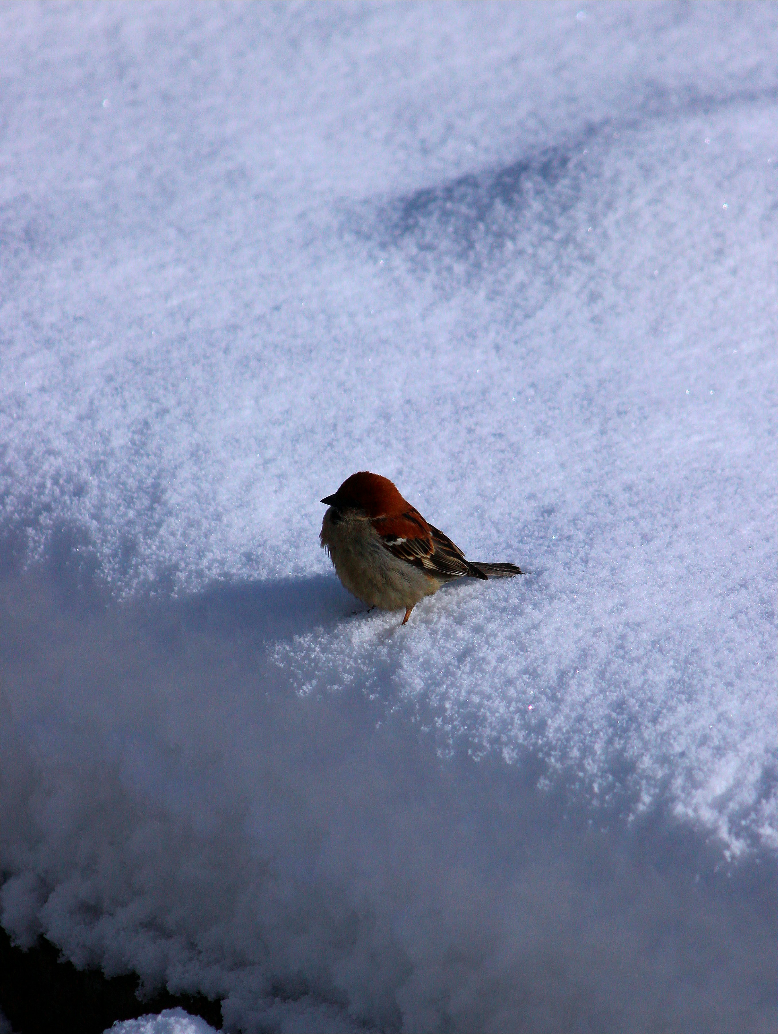 a small bird sitting on top of a pile of snow