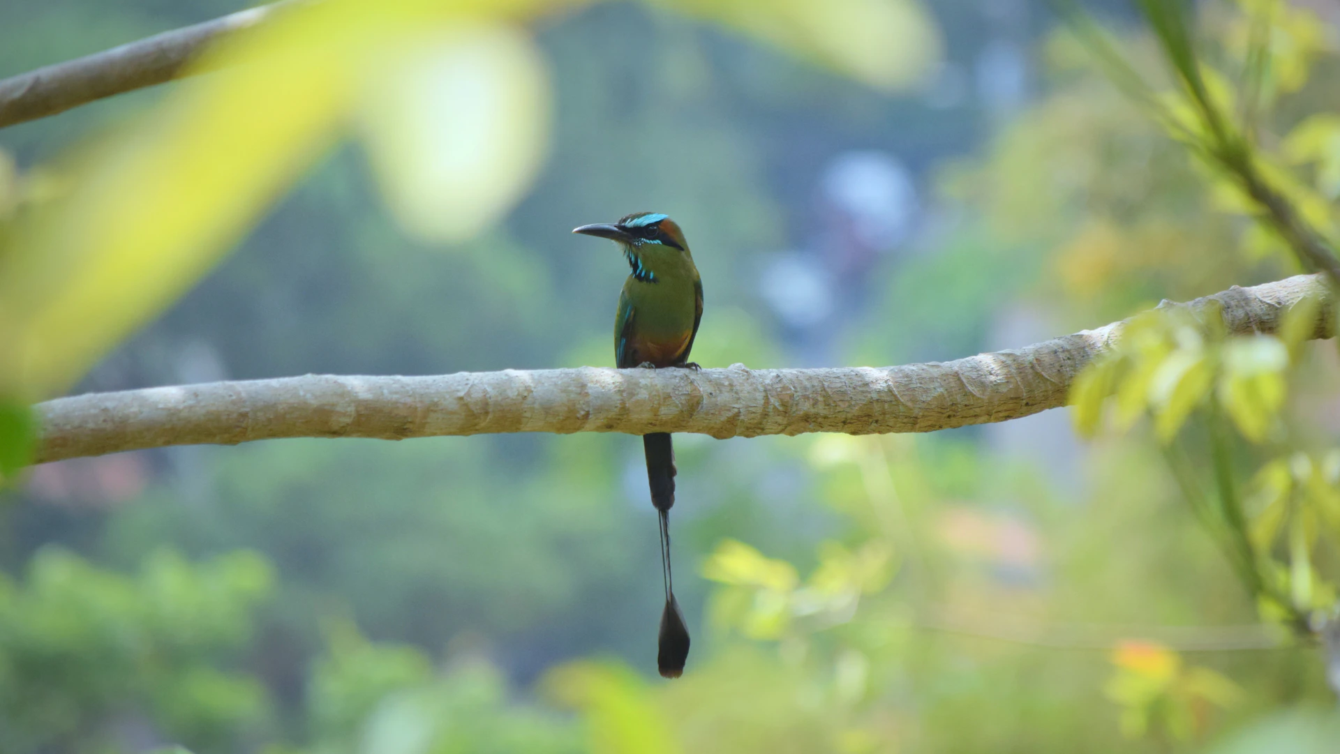 a small bird perched on a tree branch
