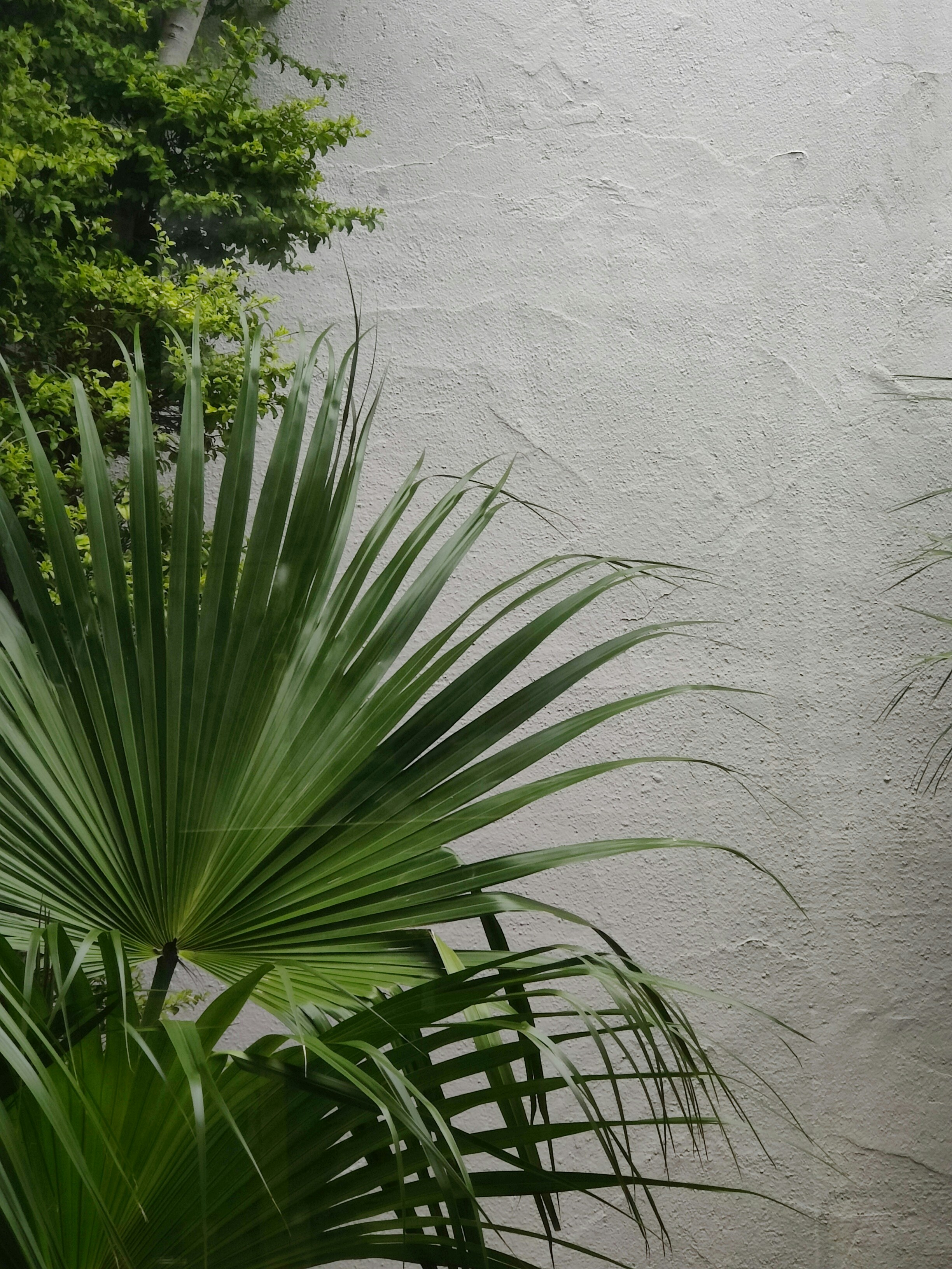 tropical mosquito wallpaper, wallpaper, Chikungunya Apakah Menular? Penjelasan & Pencegahan 4