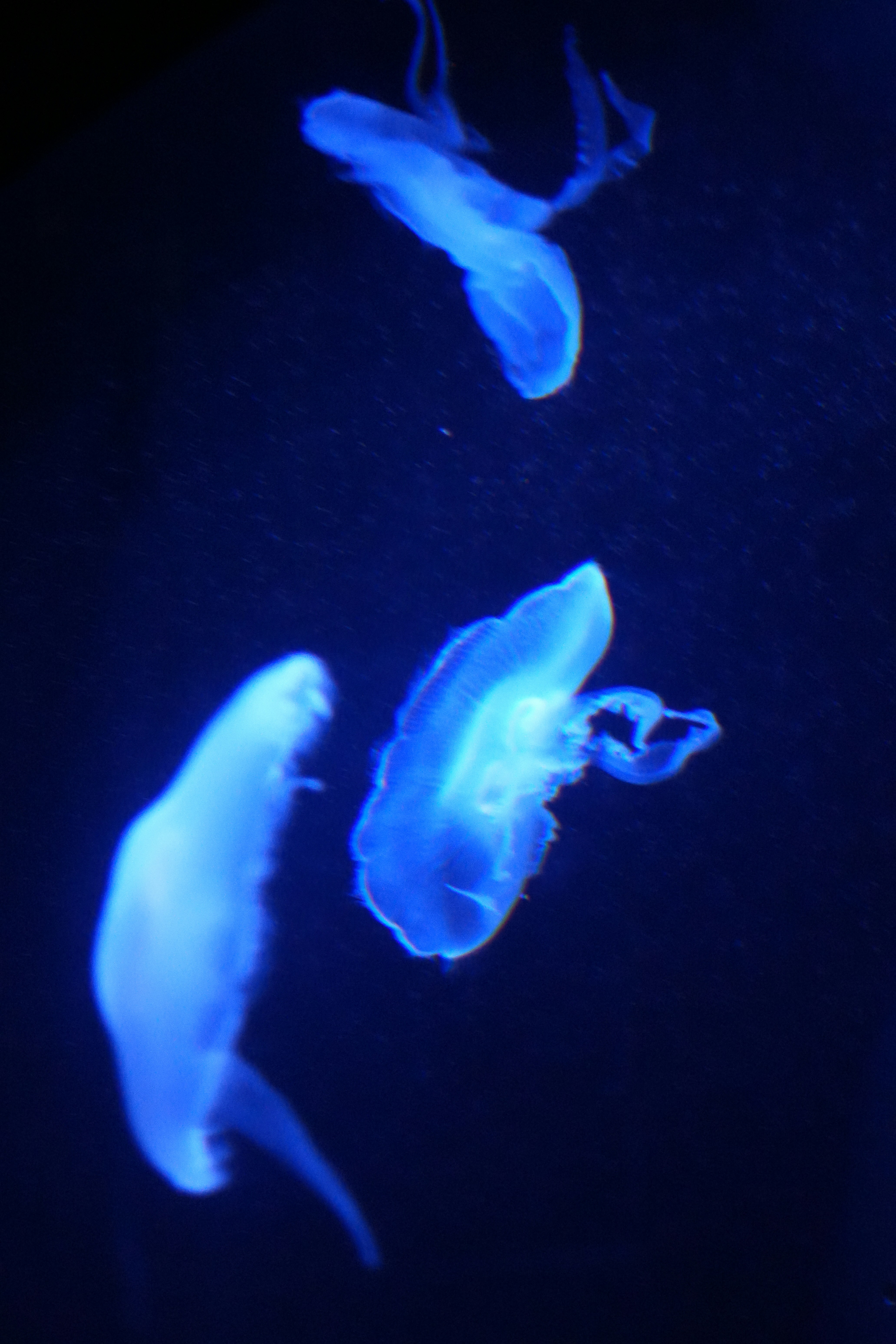 Three bioluminescent jellyfish float in dark water. photo – Free Blue ...