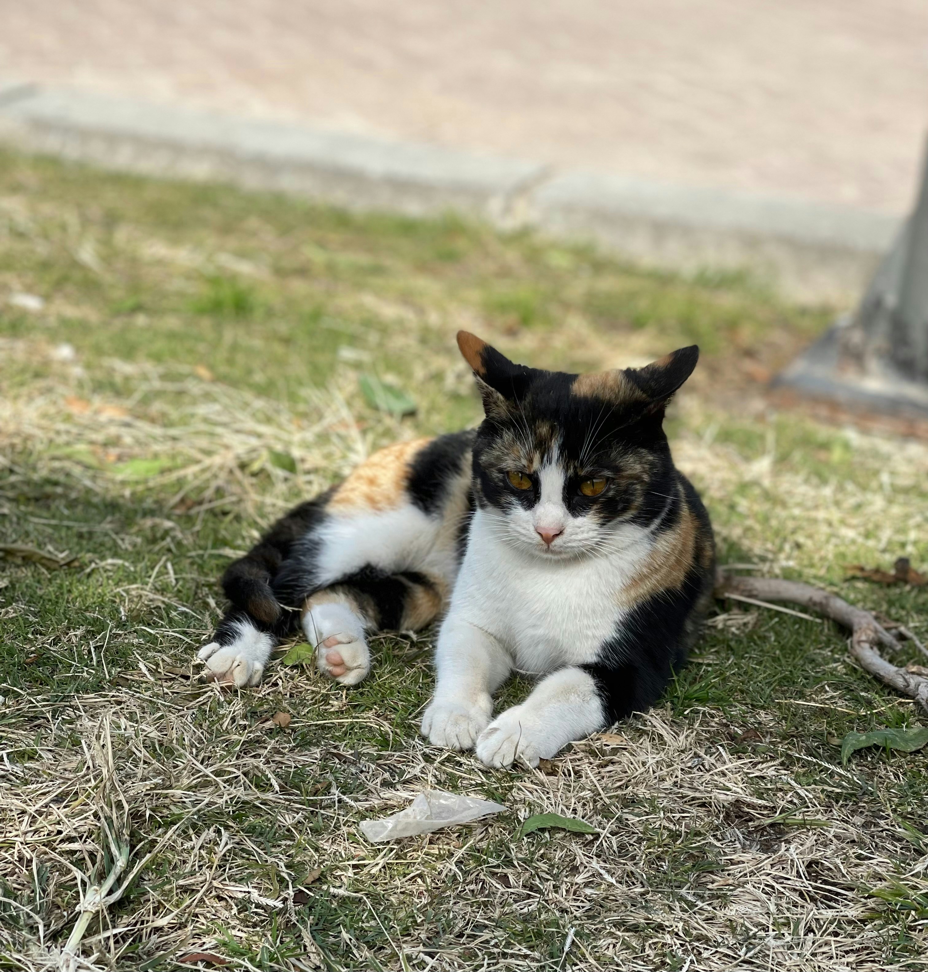 a calico cat laying in the grass next to a tree