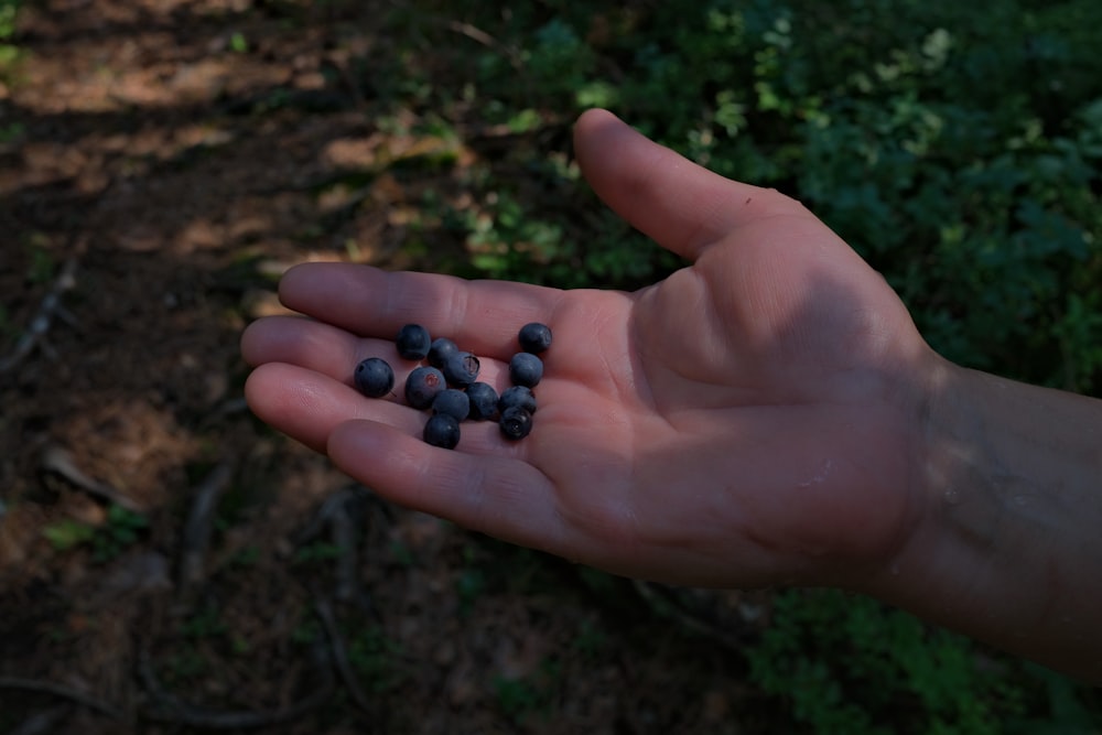 a person holding a handful of blueberries in their hand