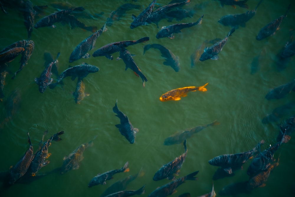 eine große Gruppe von Fischen, die in einem Teich schwimmen