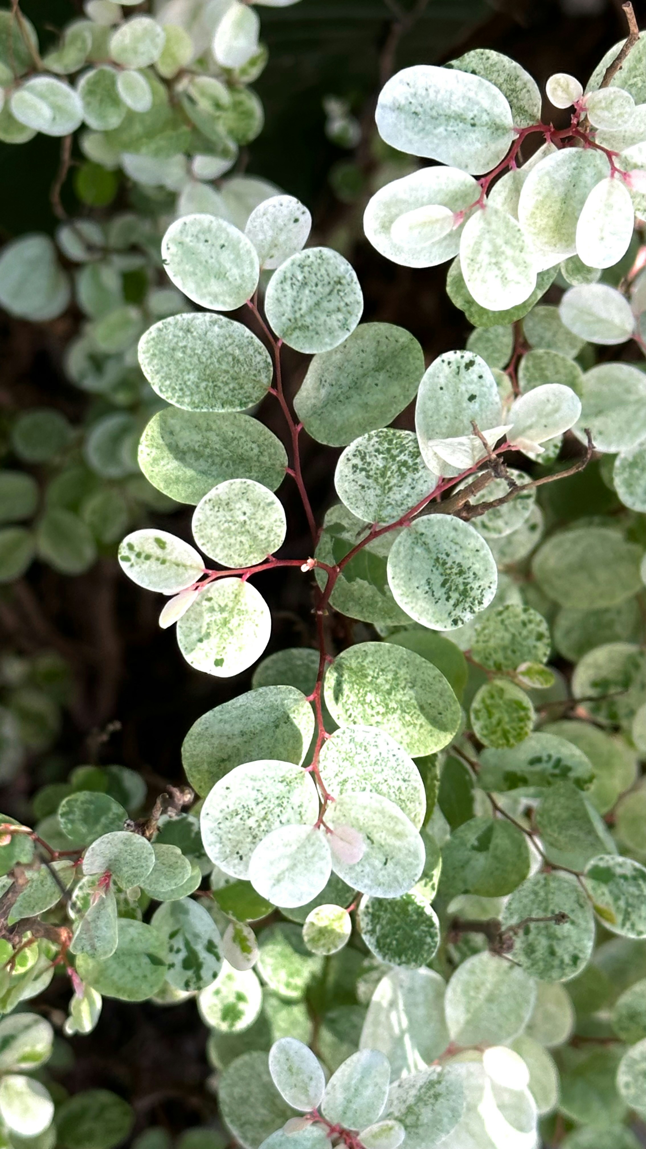 Photo by aliceinetherealand