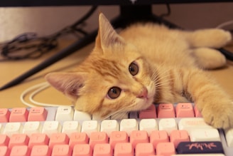 a cat laying on top of a computer keyboard