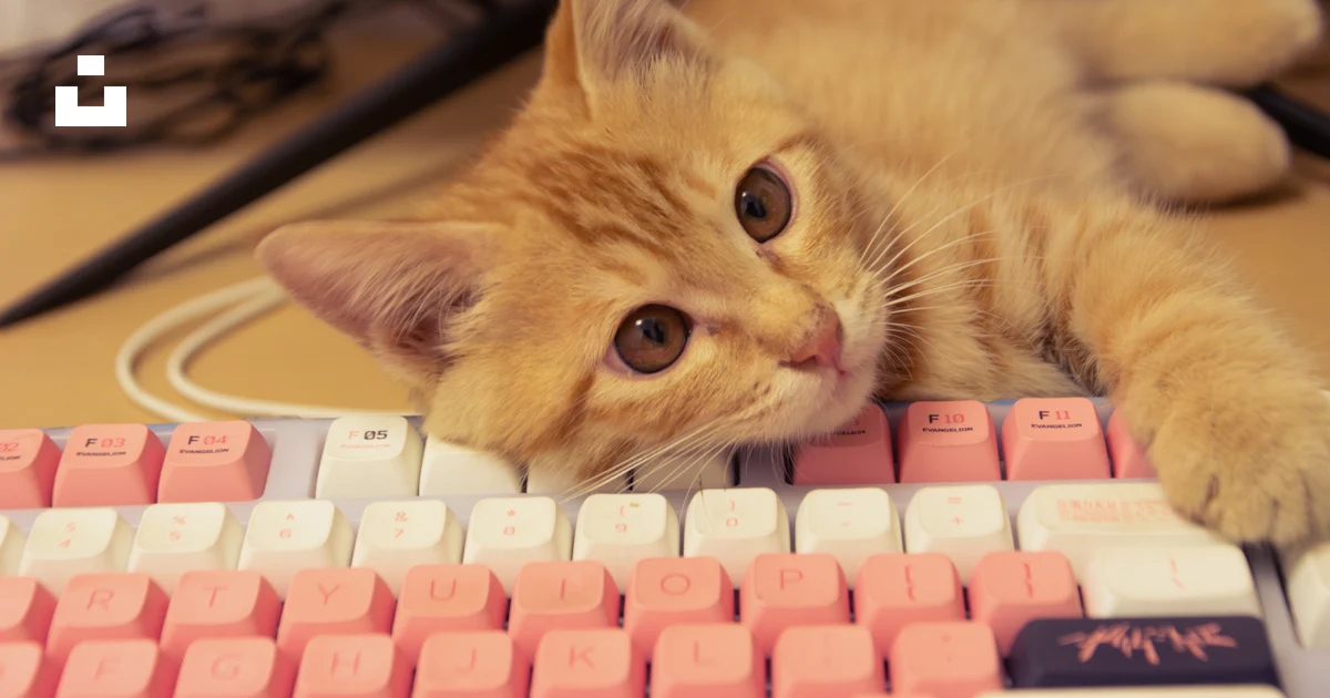 A cat laying on top of a computer keyboard photo – Free Orange cat ...