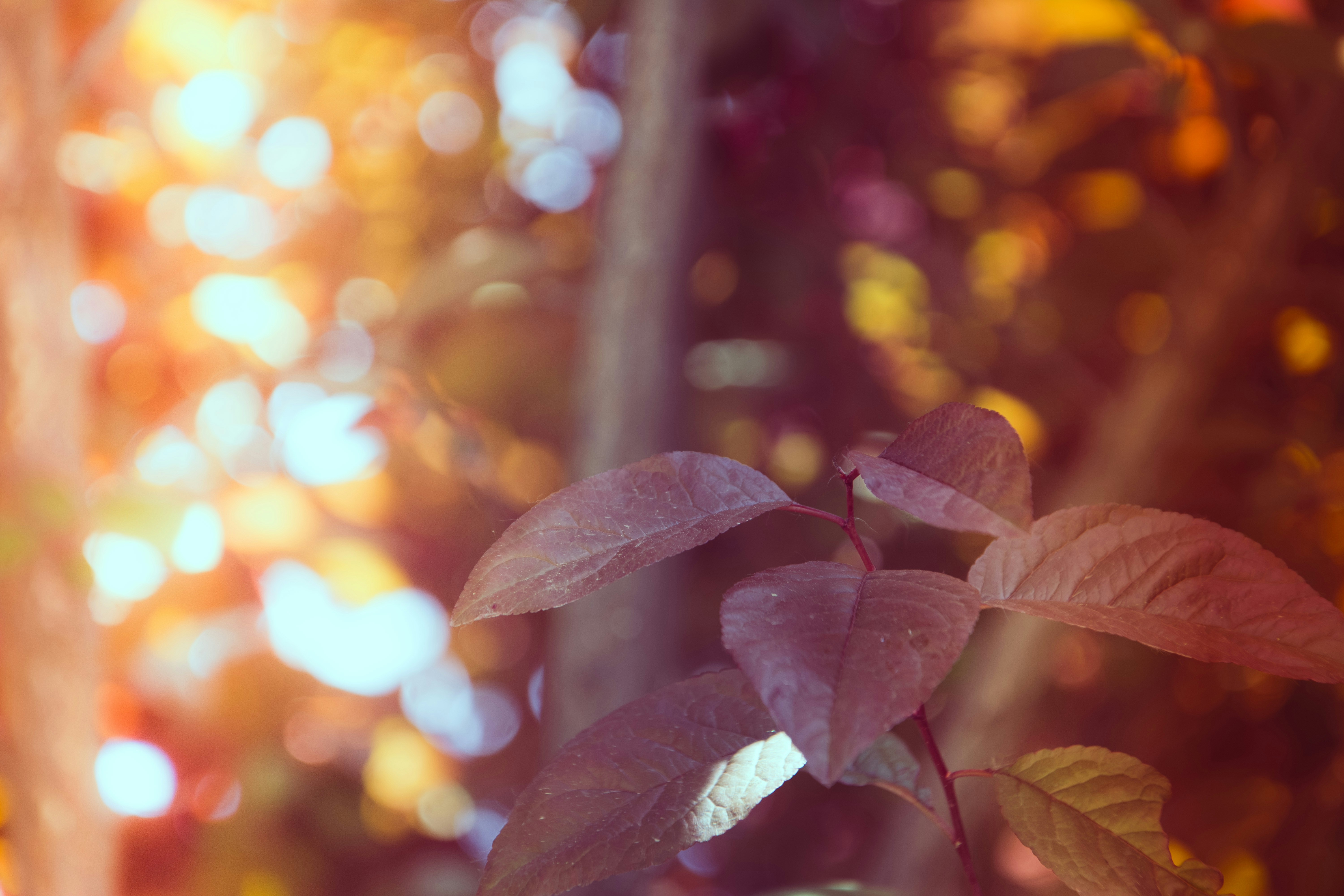 a close up of a leafy plant on a sunny day