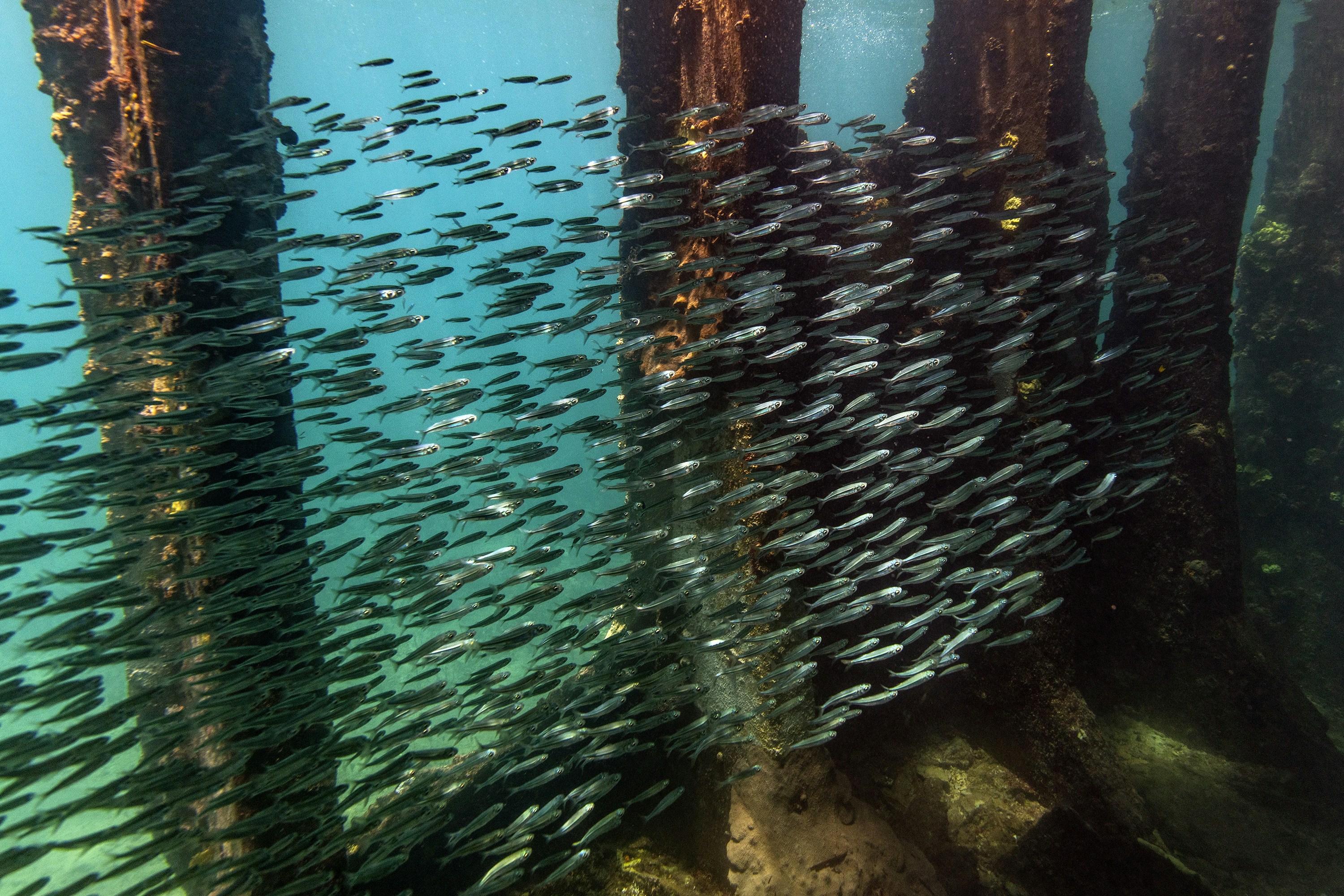 a large group of fish swimming in a body of water, 