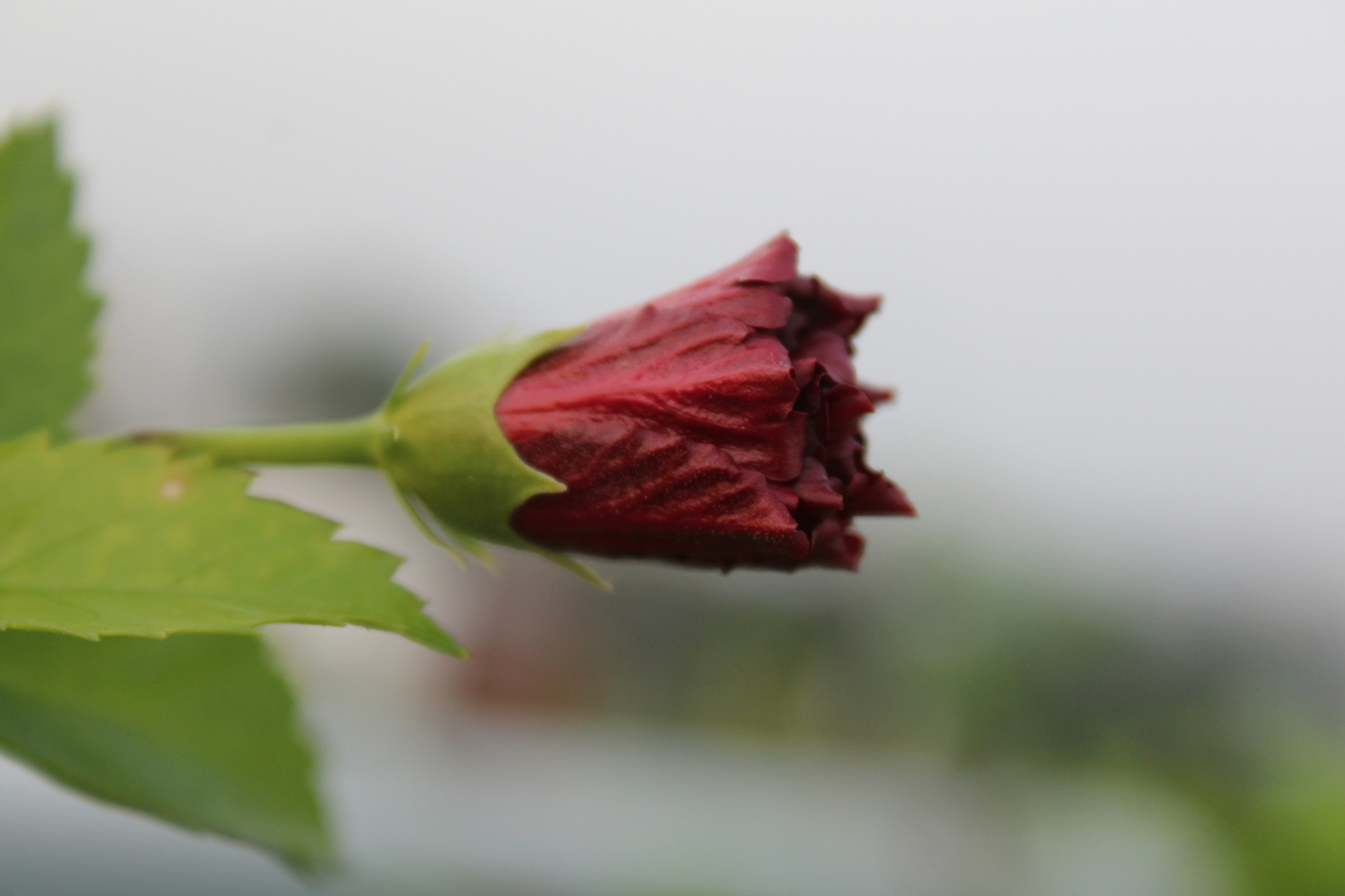 Photo by photoloveramico