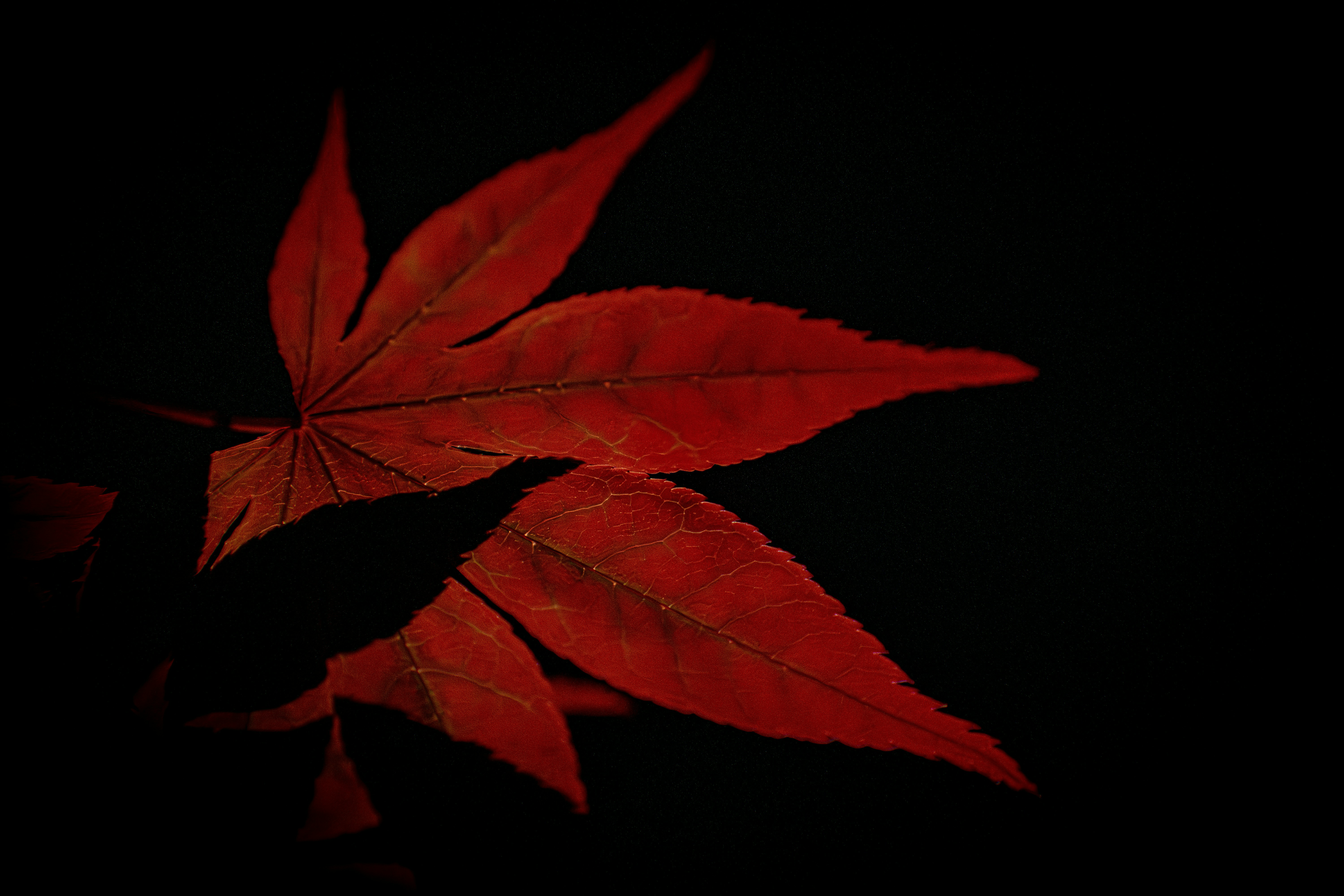 a close up of a red leaf on a black background