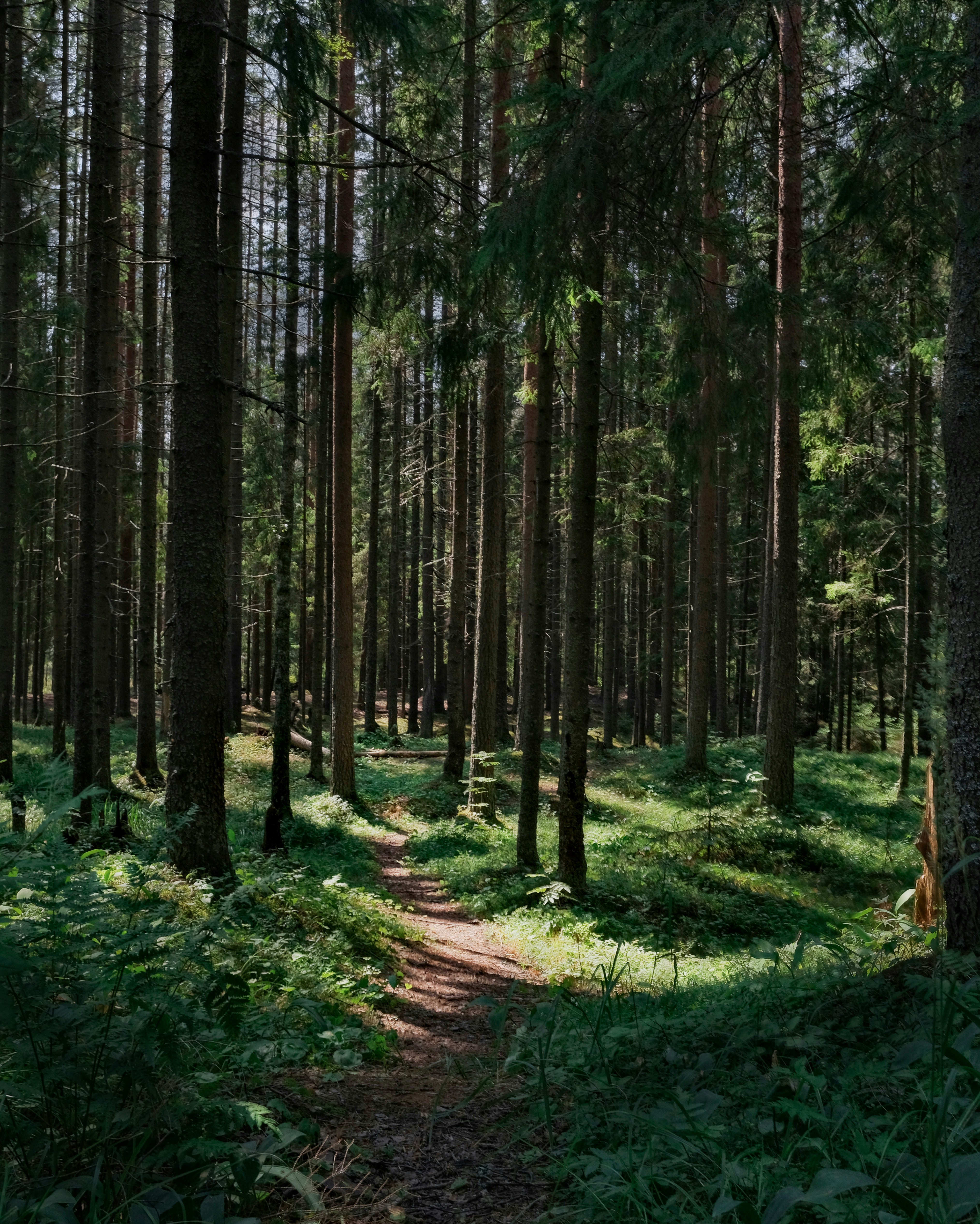 a path in the middle of a forest with lots of trees