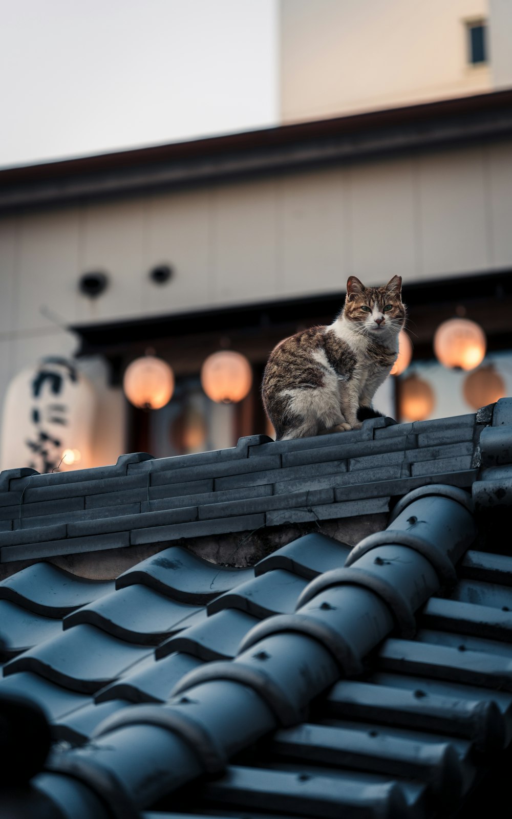 a cat sitting on the roof of a building