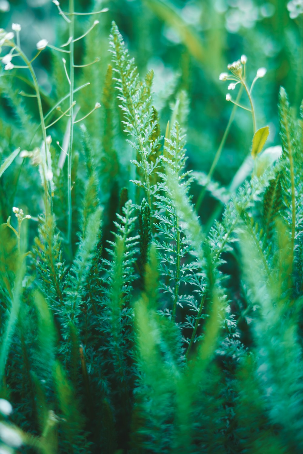 a close up of some green plants in a field