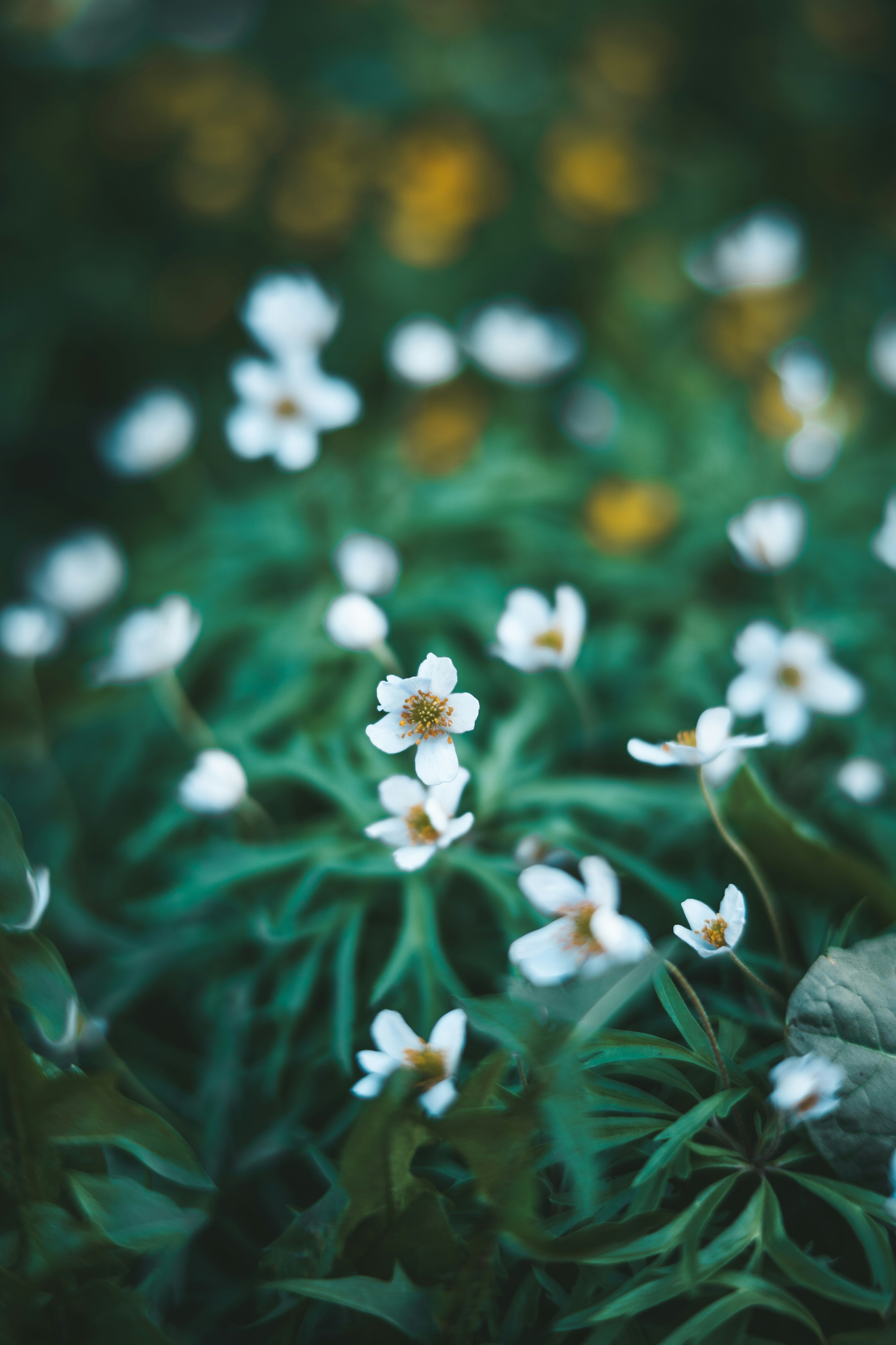 Photo by anamnesis33