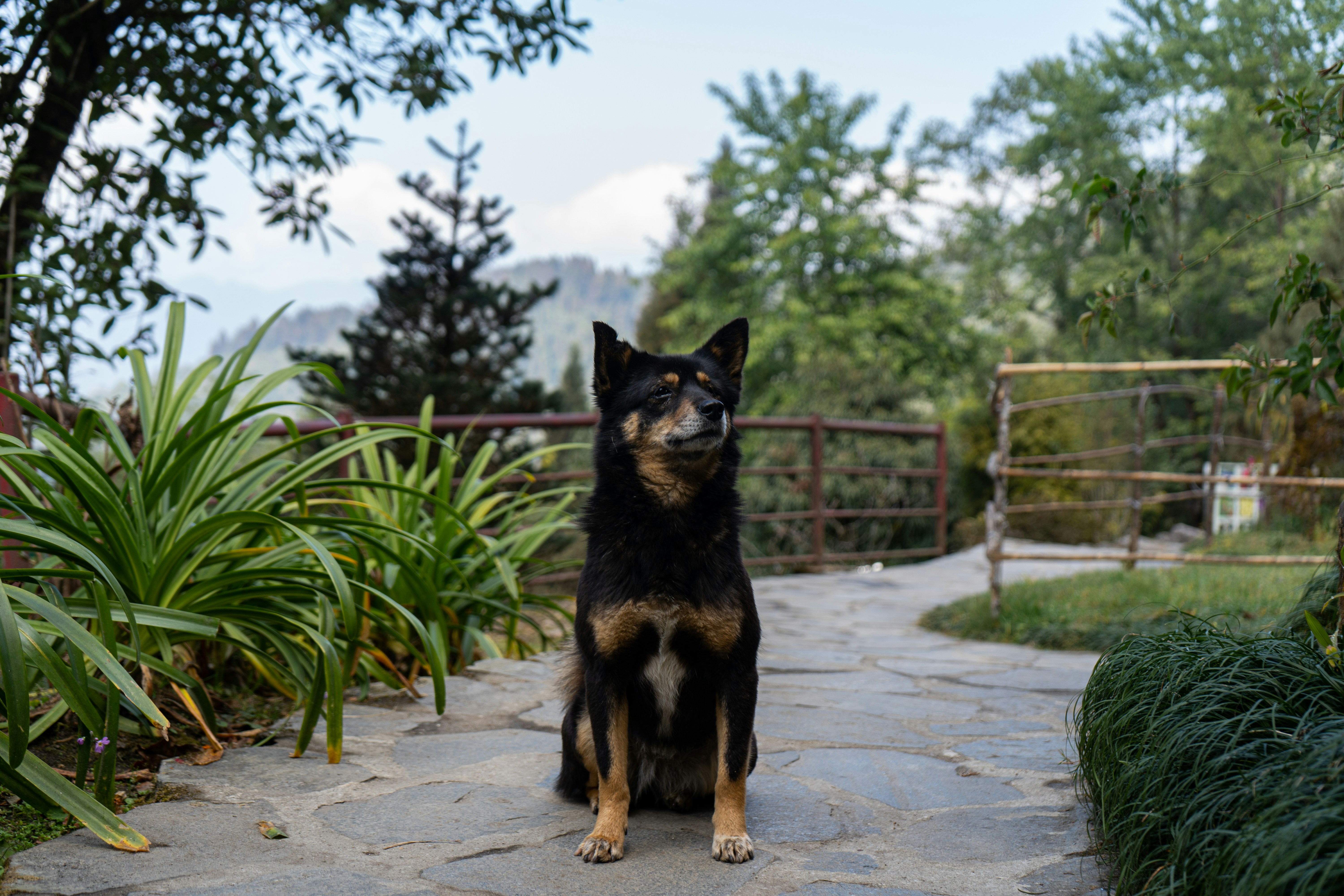 a black and brown dog sitting on top of a stone walkway