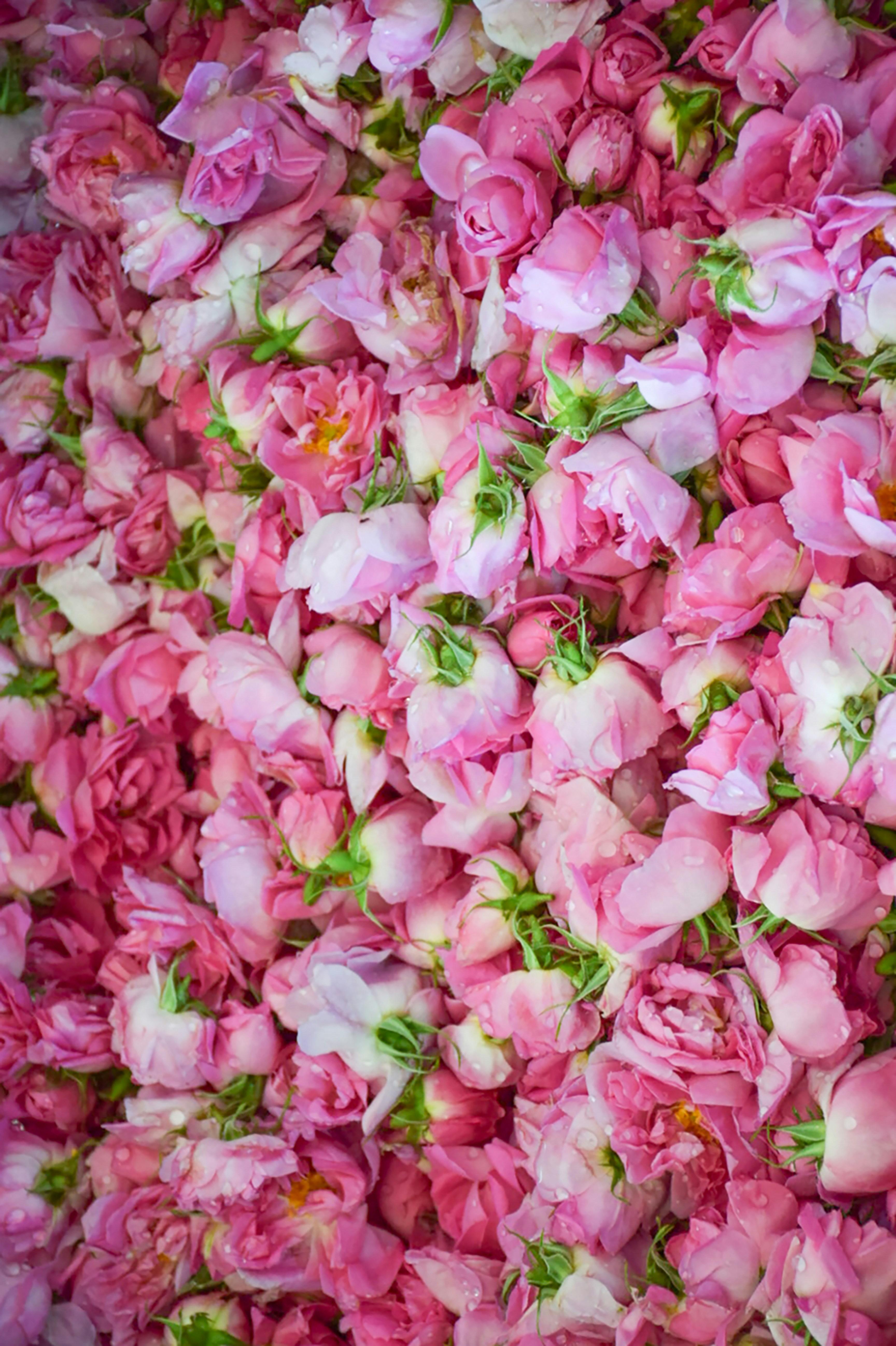 Photo by mahtaparsafar