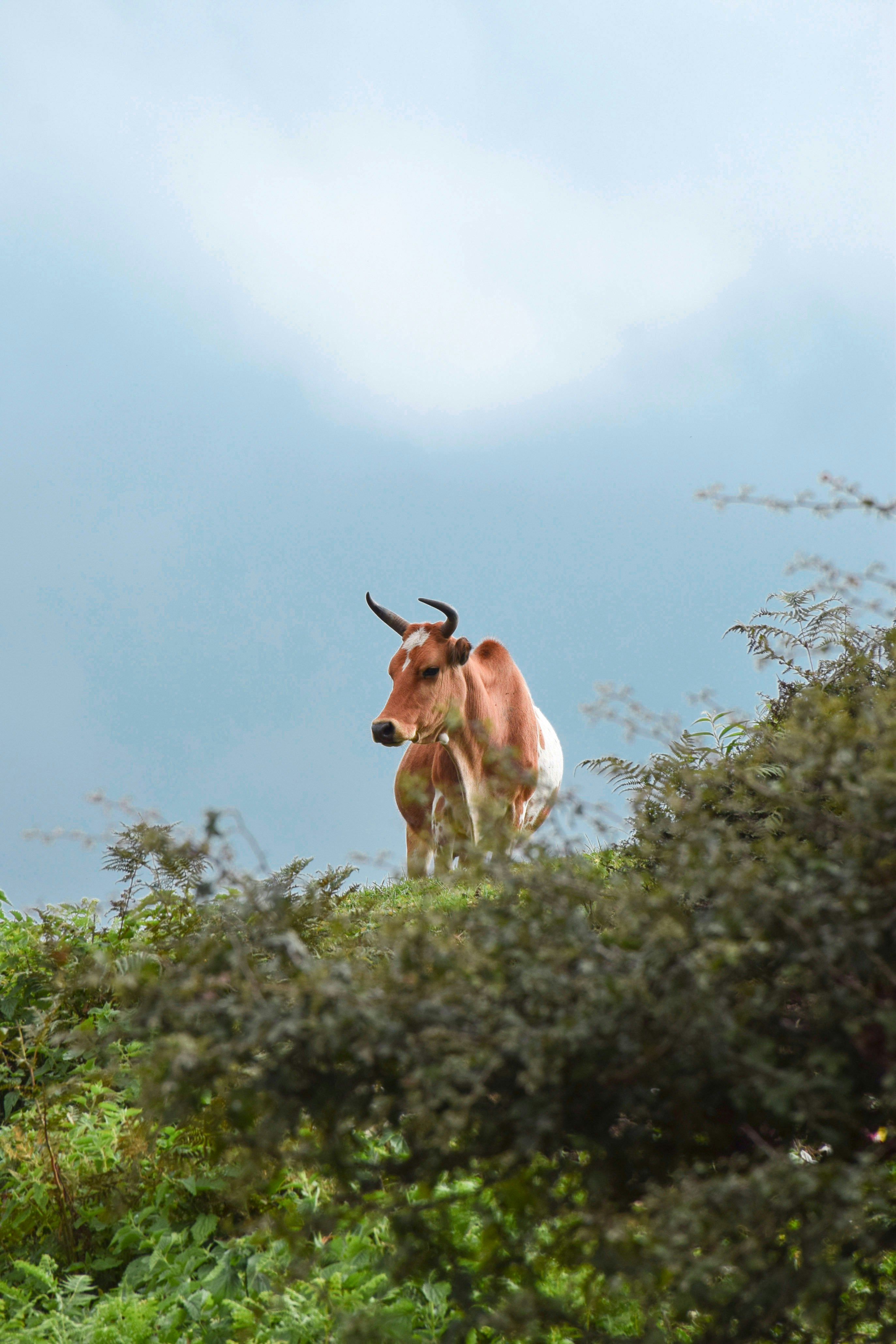 una vaca parada en la cima de una exuberante ladera verde