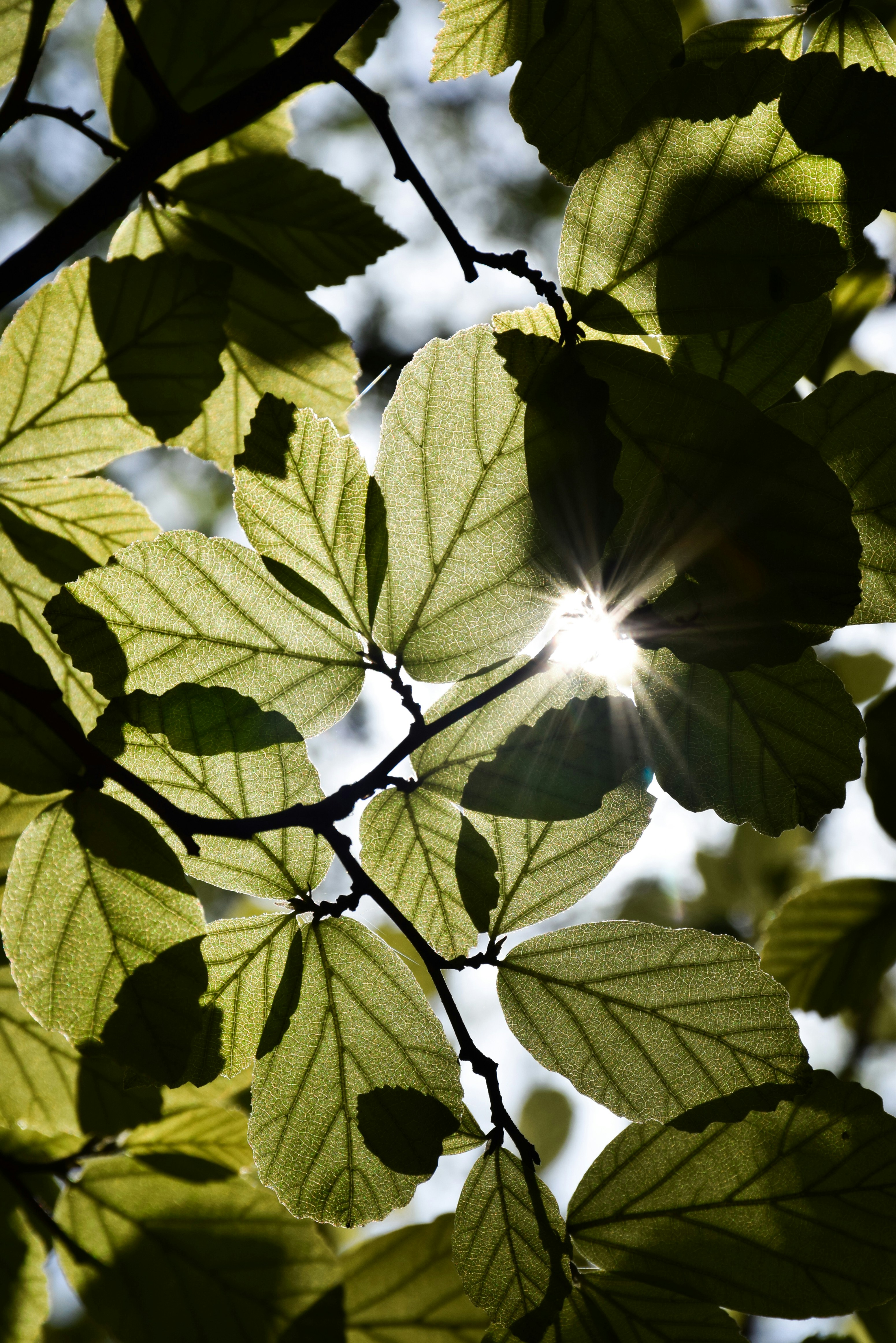 el sol brillando a través de las hojas de un árbol