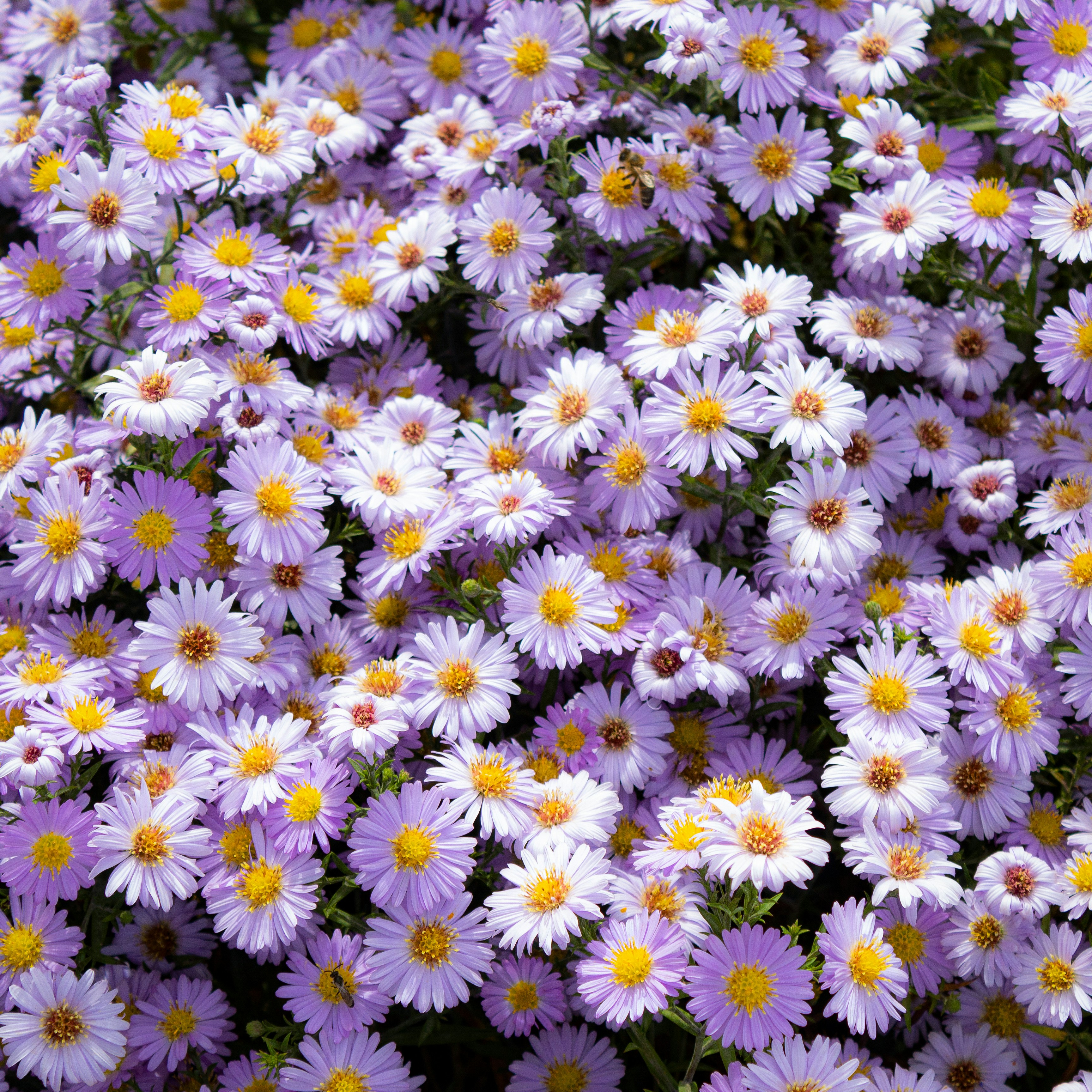 Photo by sporisevicphotography