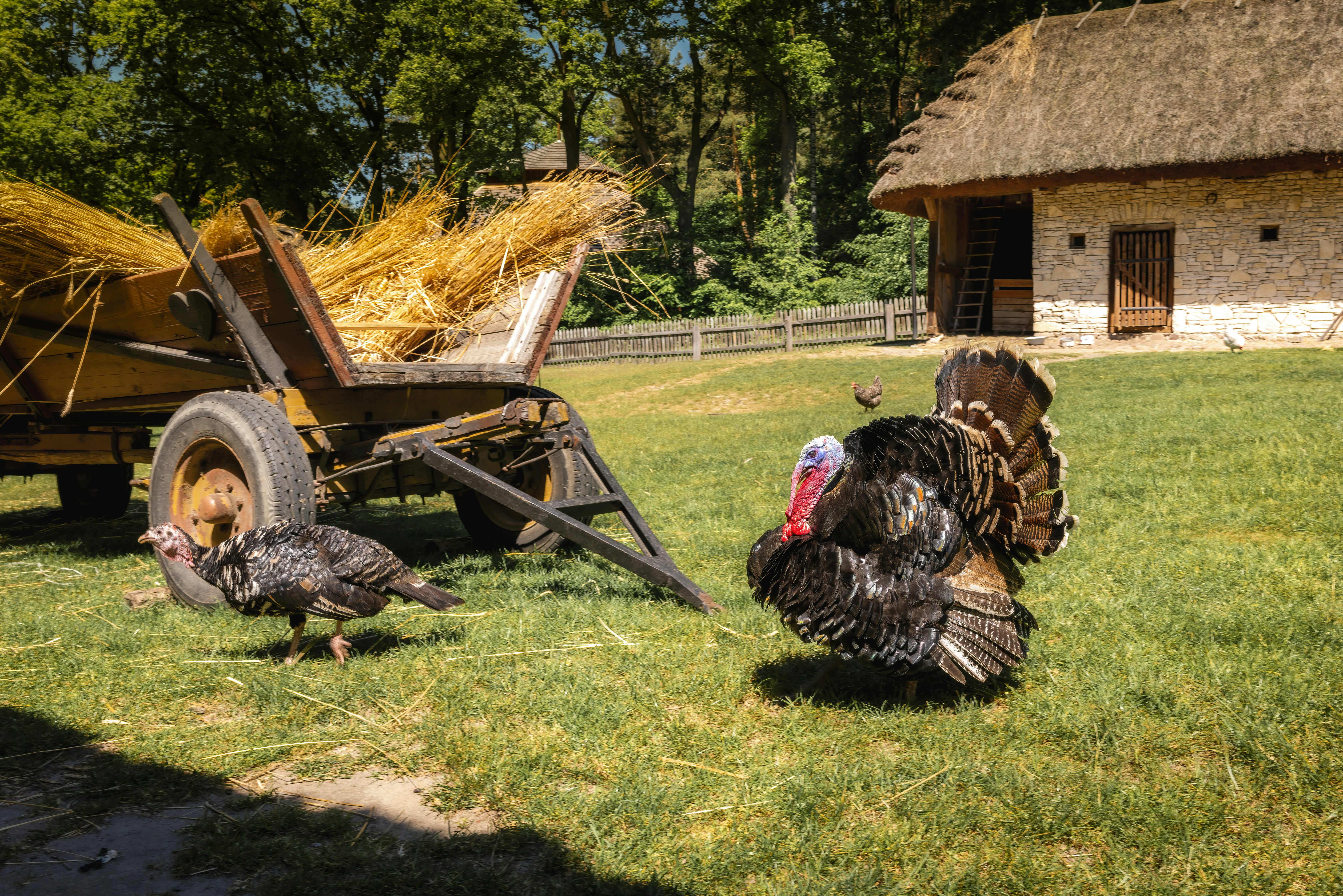 At this Tennessee farm, guests are gobbling up the chance to cuddle with turkeys